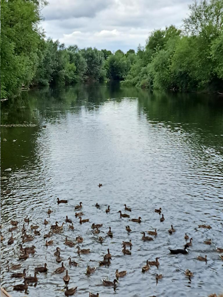 AuthorTracyRees's tweet image. Wonderful afternoon in pretty Ross-on-Wye, including a visit to @RossiterBooks where, yes, I bought a book. And then bubbly in the swimming pool. A truly relaxing weekend #WeekendVibes #Saturday #friends #books