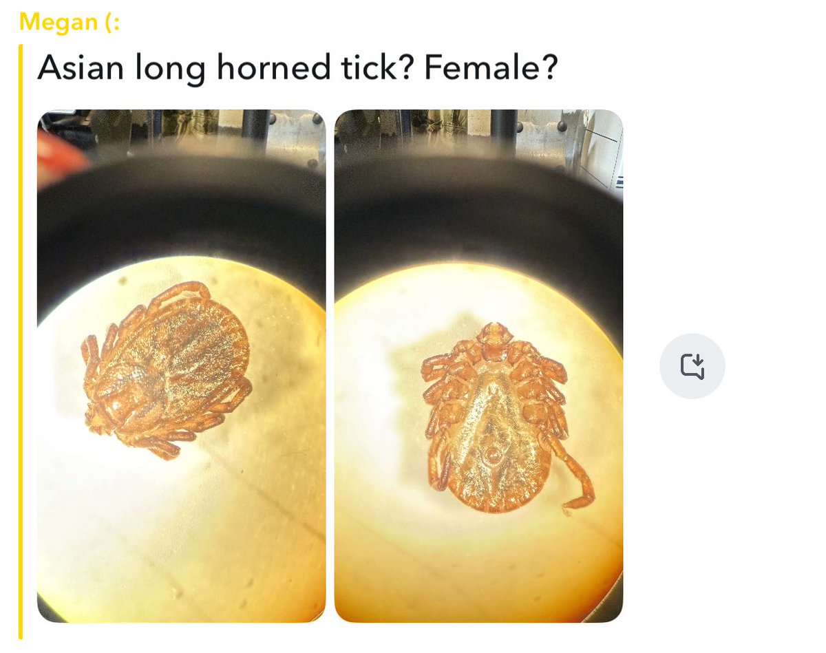alexfromNJ's tweet image. the problem with being in group chats with my ecology friends from undergrad is the unsolicited tick pics