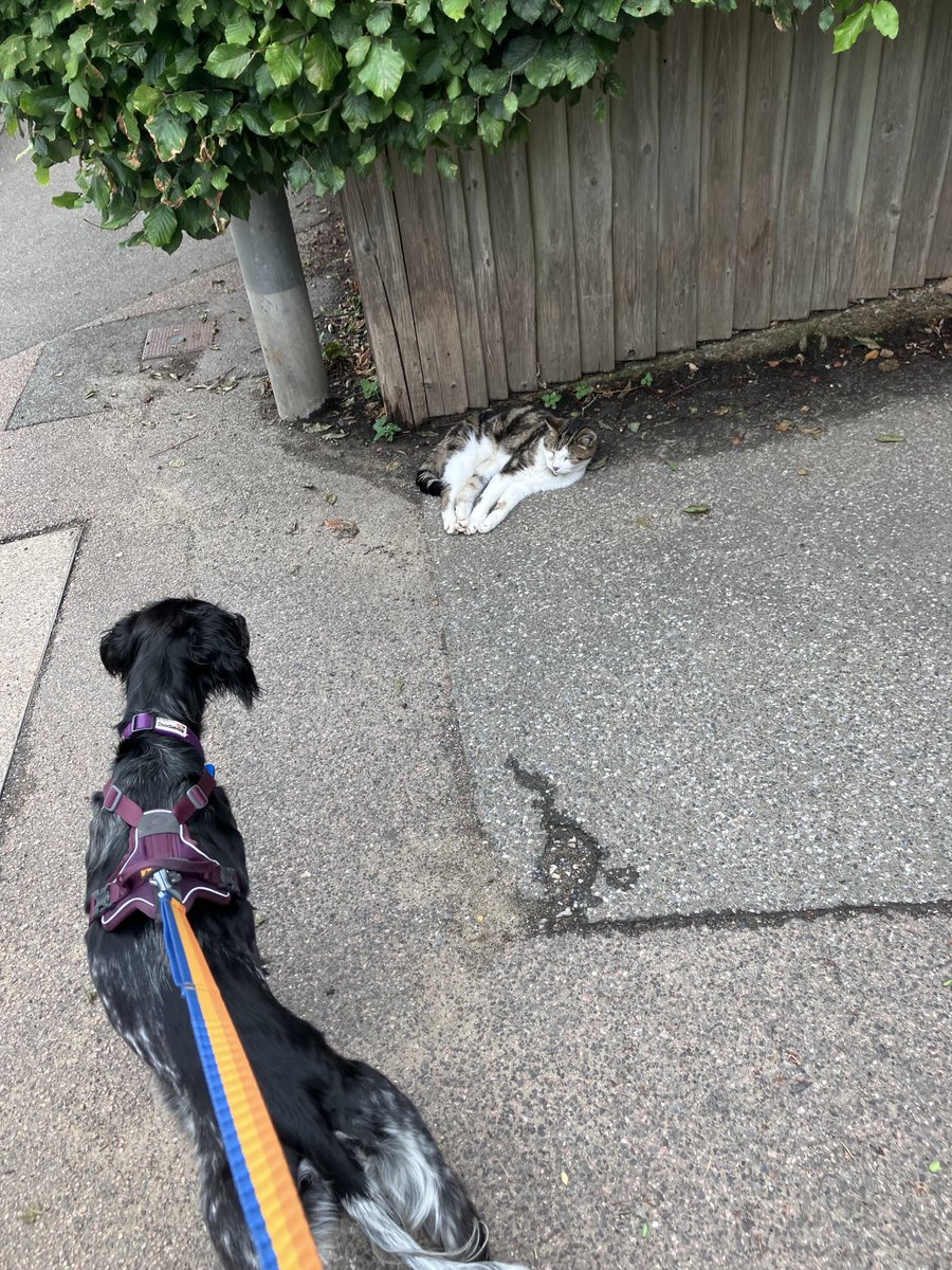 PiperSprocks's tweet image. NotDeadRalph is not a NormalCat
He is TWENTY!
He tried to take my snoz off
He is not scared of nuffink.
I am very Purrturbed