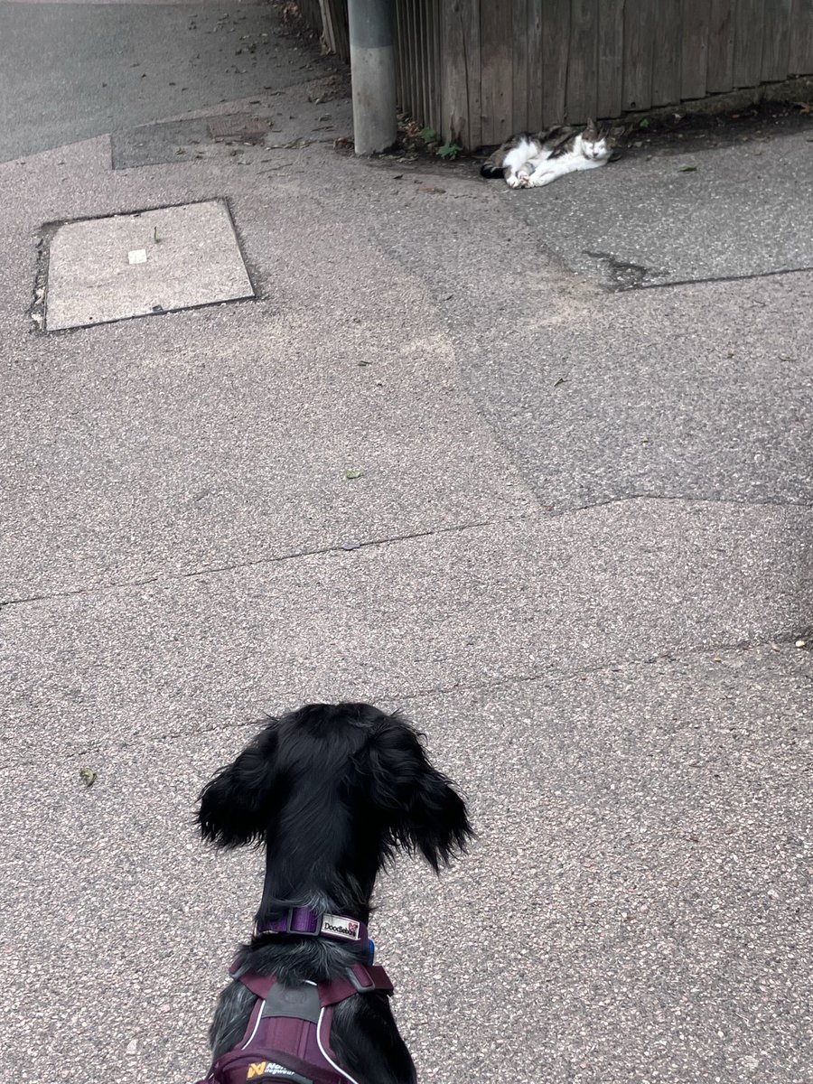 PiperSprocks's tweet image. NotDeadRalph is not a NormalCat
He is TWENTY!
He tried to take my snoz off
He is not scared of nuffink.
I am very Purrturbed