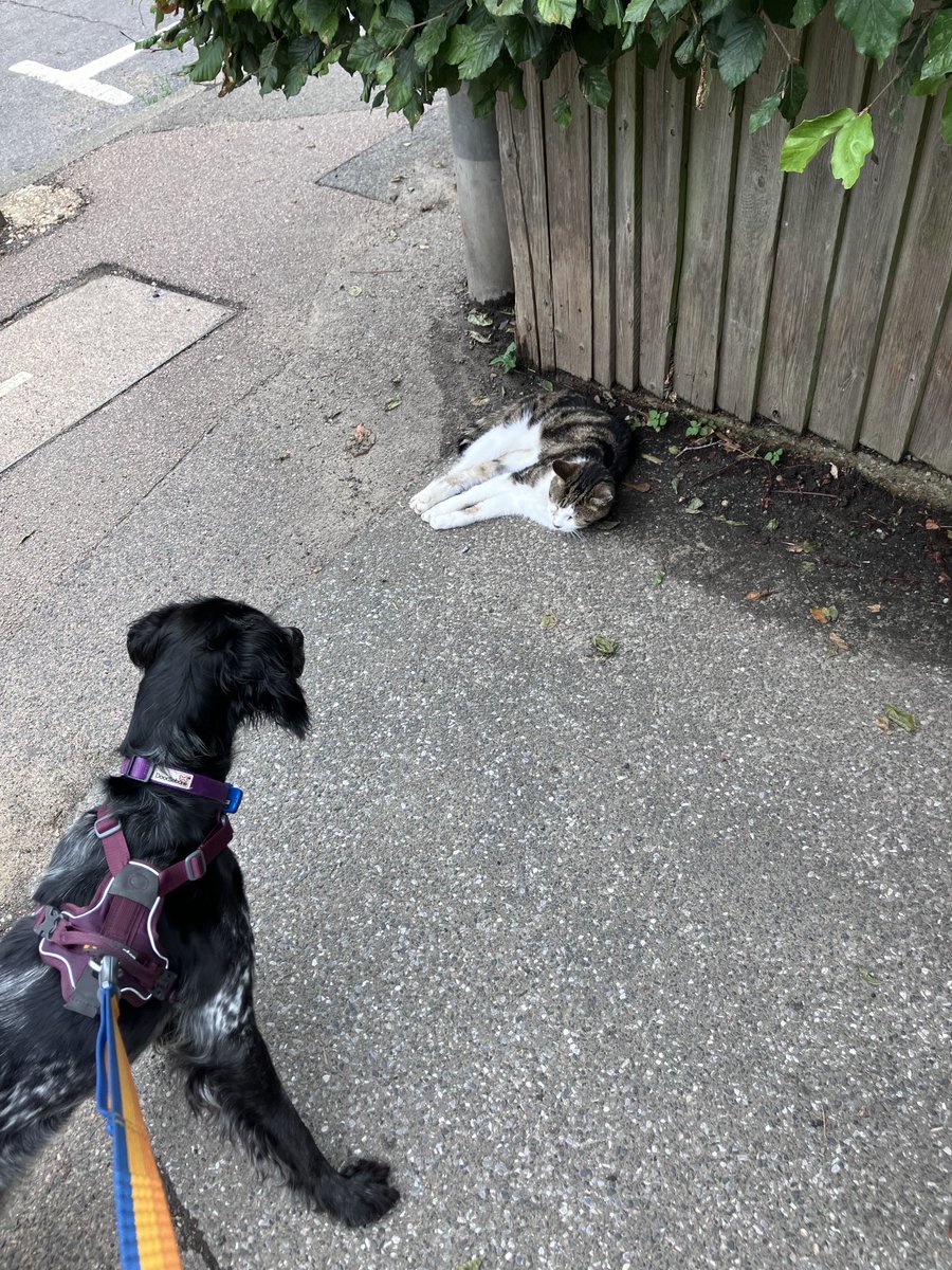 PiperSprocks's tweet image. NotDeadRalph is not a NormalCat
He is TWENTY!
He tried to take my snoz off
He is not scared of nuffink.
I am very Purrturbed