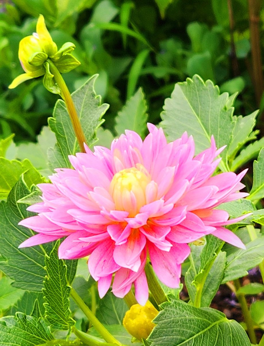 rz7j2xMw3q29104's tweet image. おはようございます✨
今朝も週末恒例のお花編をお届けします🙋
先週金曜に行った写活時に出会ったお花です🪷
さりげなく、美しく咲いていました✨
ピンク色の花びらが可愛いですね😊
今日も暑くなりそうです☀
涼しくして素敵な日曜日をお過ごし下さい🍀✨
#ダリア
#フラワーパーク江南