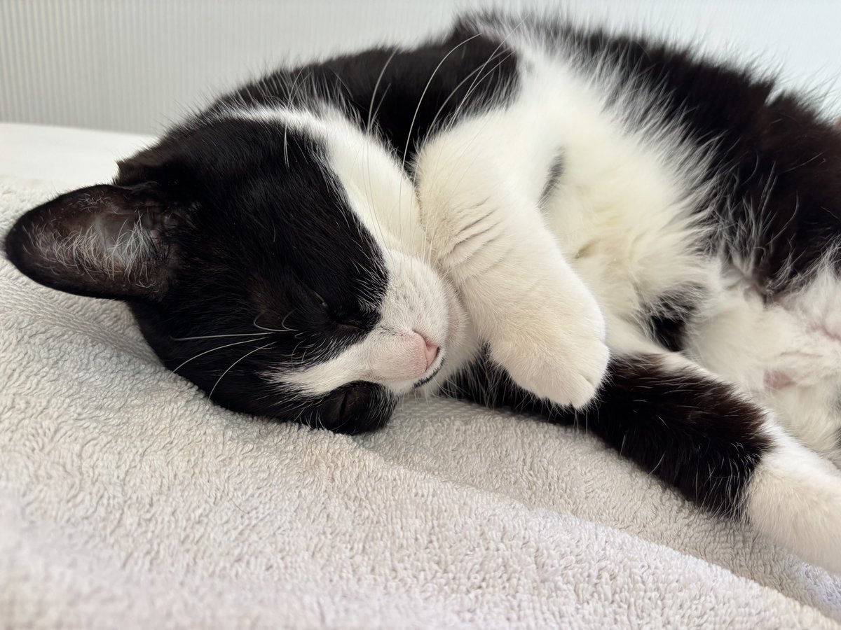 half_me823's tweet image. おはよ。ベッドで隣で寝てる猫をさわさわしてたけど、そろそろ起きて掃除して、選挙の投票に行くか。(この猫は掃除機が近くに迫って来るまで動きません。起きません)
