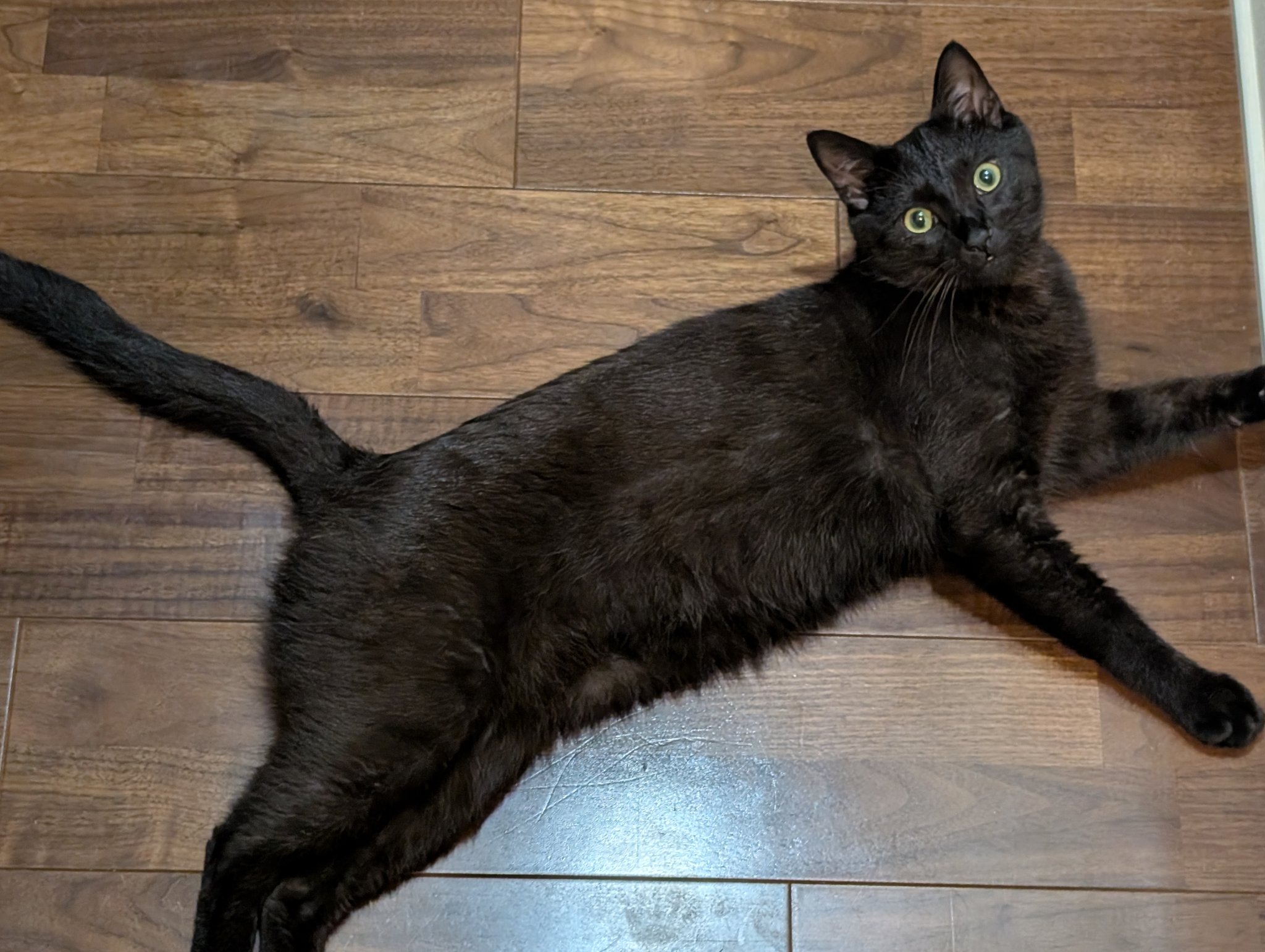 鳥猫 on X: 