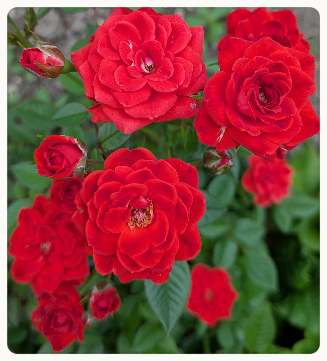 natty19426908's tweet image. おはようございます😊
今日も曇りがちです
暑さは変わらず…
夜暑いのはなれないから
せめて夜は涼しく
なってほしいね
今日も楽しく
過ごそう🫶