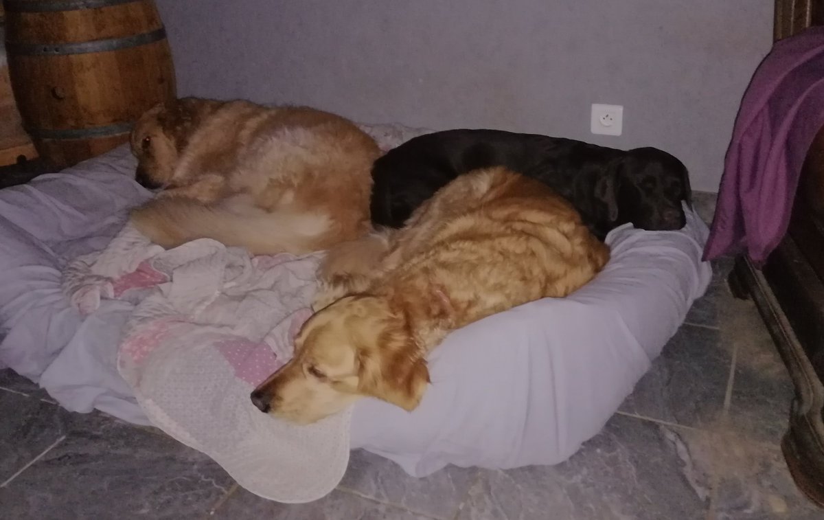 Vpg33340's tweet image. Les p'tits sont dans les bras de Morphée.
Bonne nuit à tous