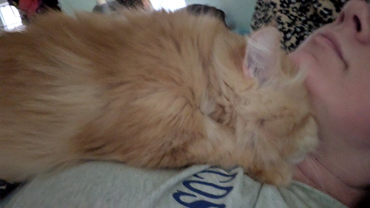 LadyDingleberry's tweet image. Yez, gomfy cozy eeping, why am yours ask?
(Yes, comfy cozy sleeping, why do you ask?)