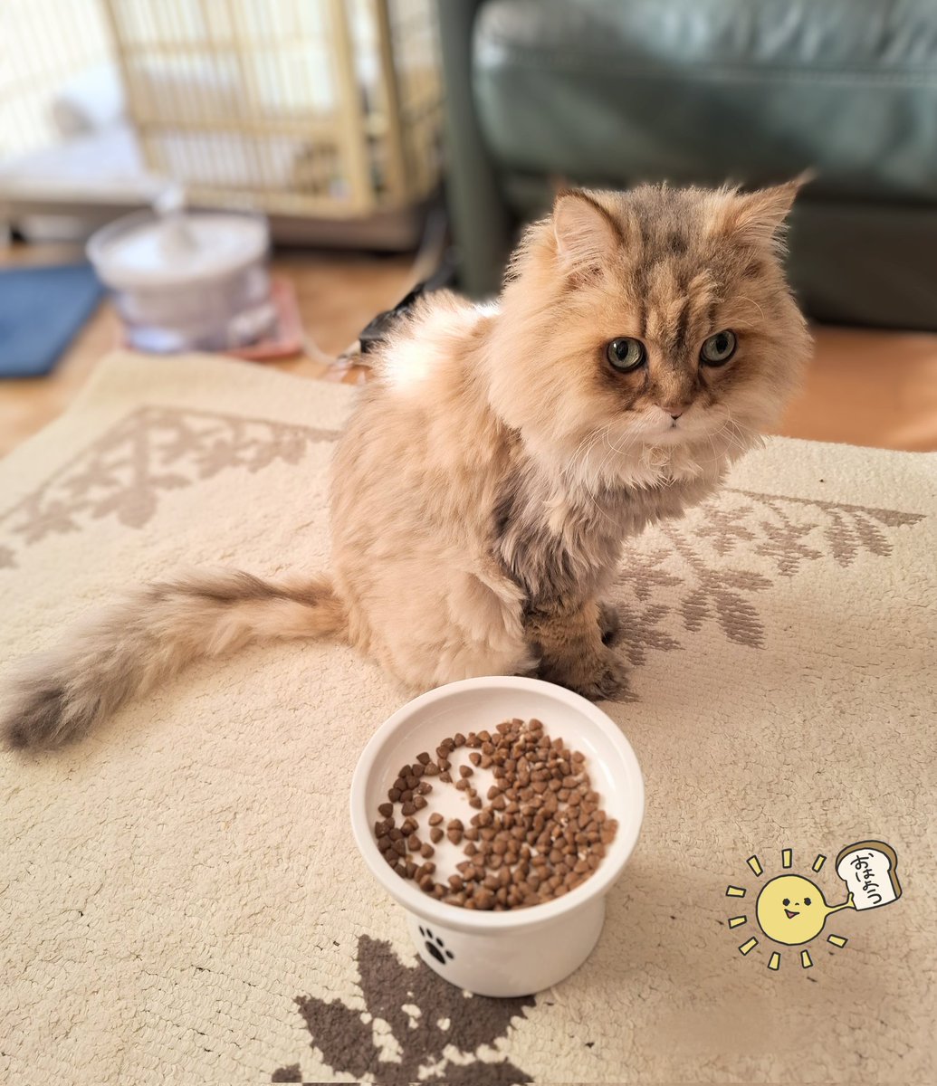FrancesKingdom's tweet image. おはにゃん☀️
昨夜すっきり💯したけど
今朝は、まだ🥱にゃ
ママが夜更かし📺️したからにゃ~
今日もよろちくね💓
#チンチラゴールデン