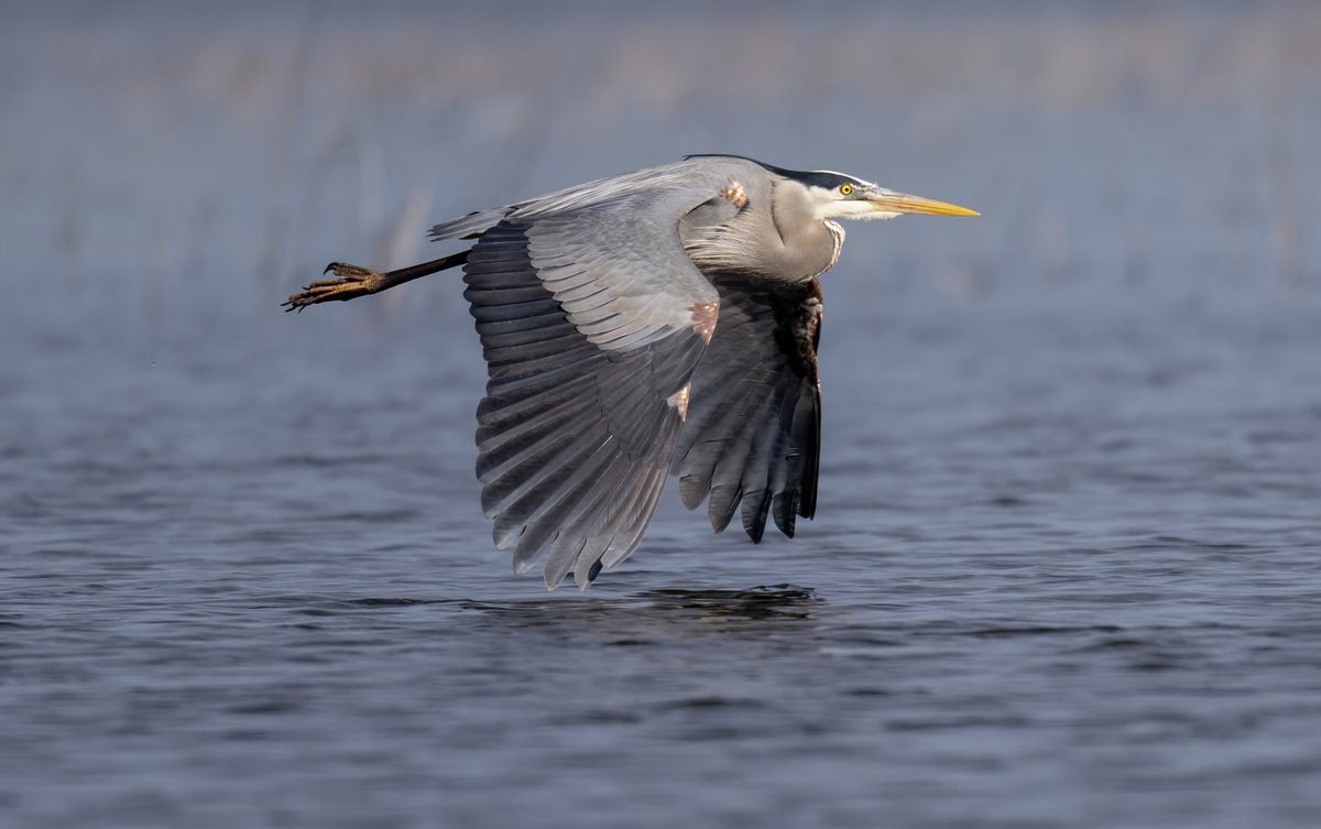 JocAPhotography's tweet image. A Great Blue Heron flying low over the lake with wingtips almost brushing the water.