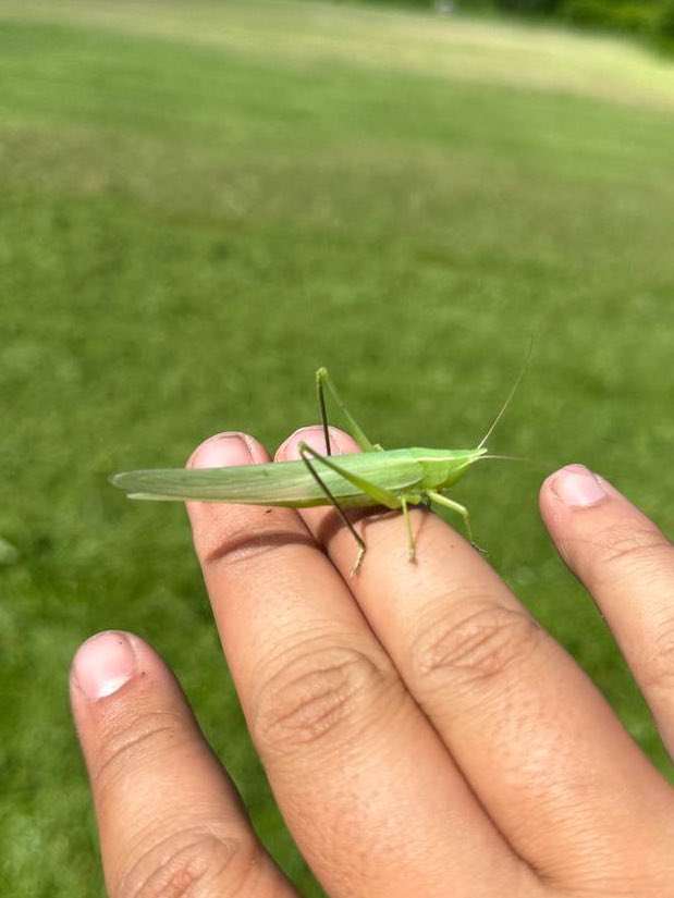 first katydid of the season! 💚