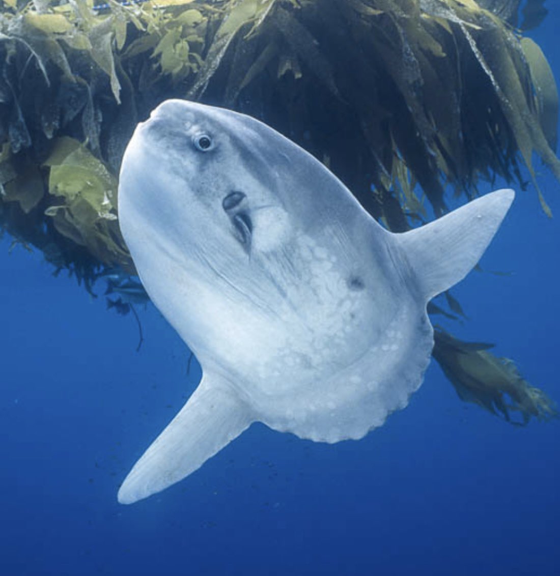 The Oceanic Sunfish I drew &amp; the real one I based it off of: