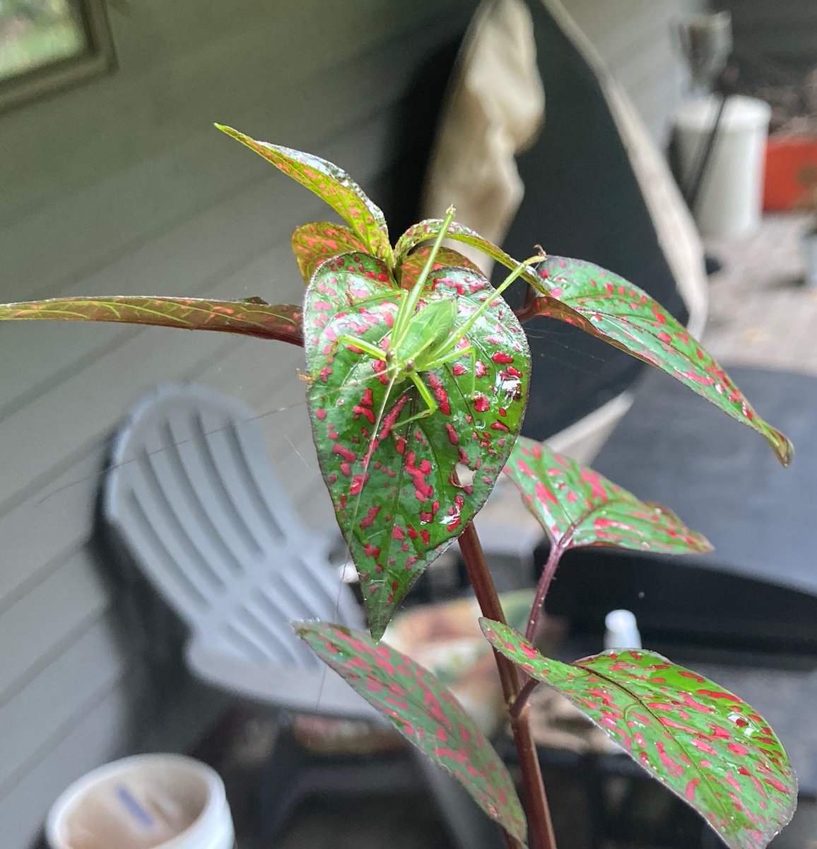 En_Senada69's tweet image. Garden homies