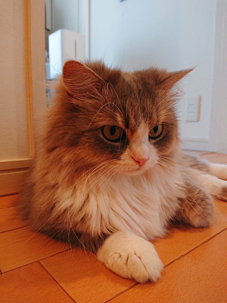 kaokono9010's tweet image. #猫のいる暮らし
#猫のいる幸せ
#あおいのTL流れてない
#最近毎日更新してます
#あおいの備忘録 にします…