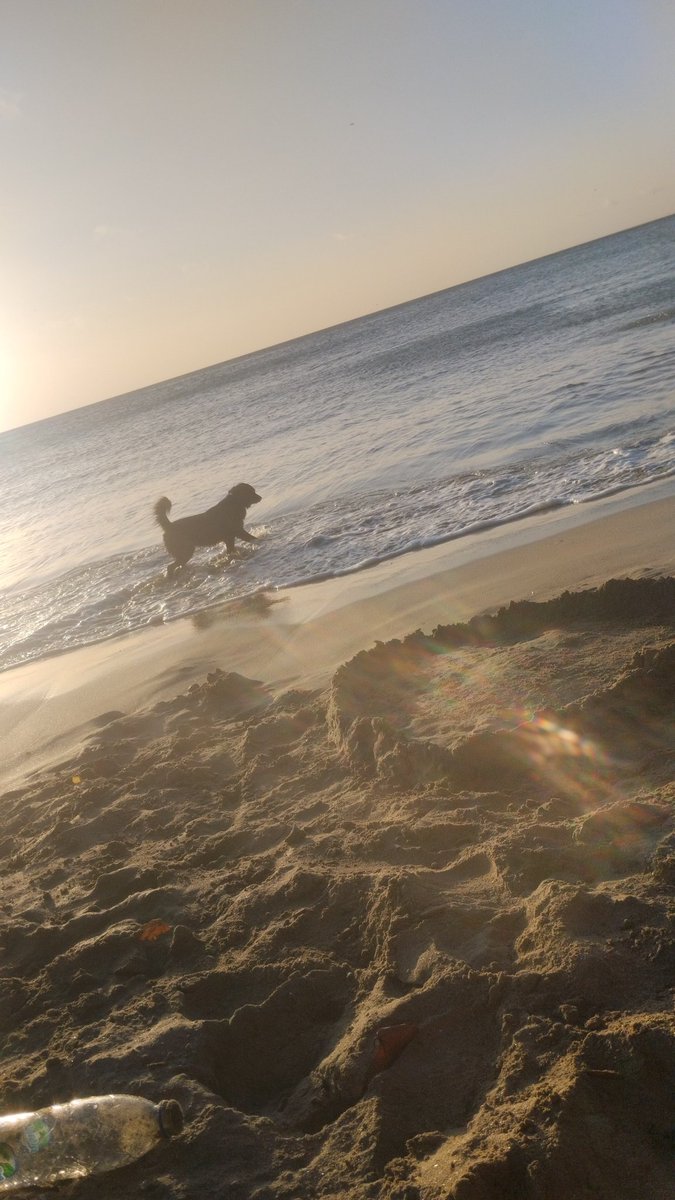 💰Bushi: El CHAMO comeback tweet media