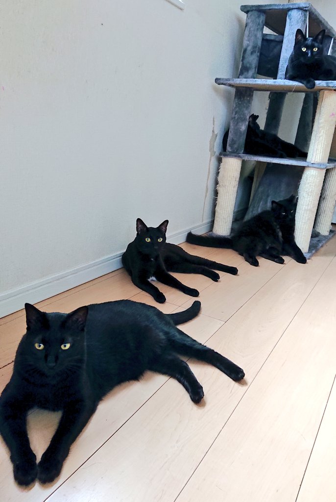 arca20220921's tweet image. ねここぼれてる