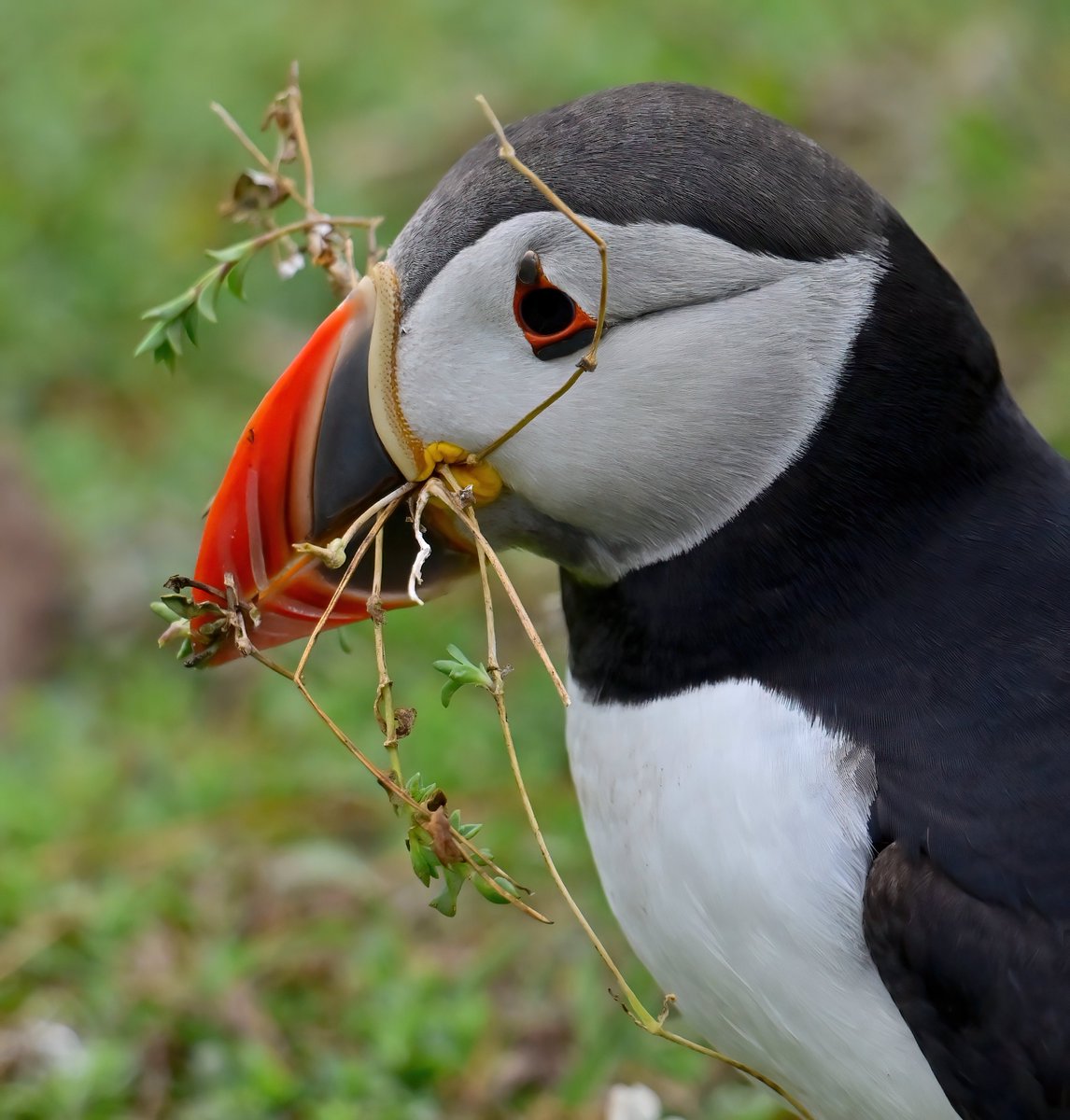 Couldn't find any fish.... 😔😅
#TheDailyPuffin 🐦