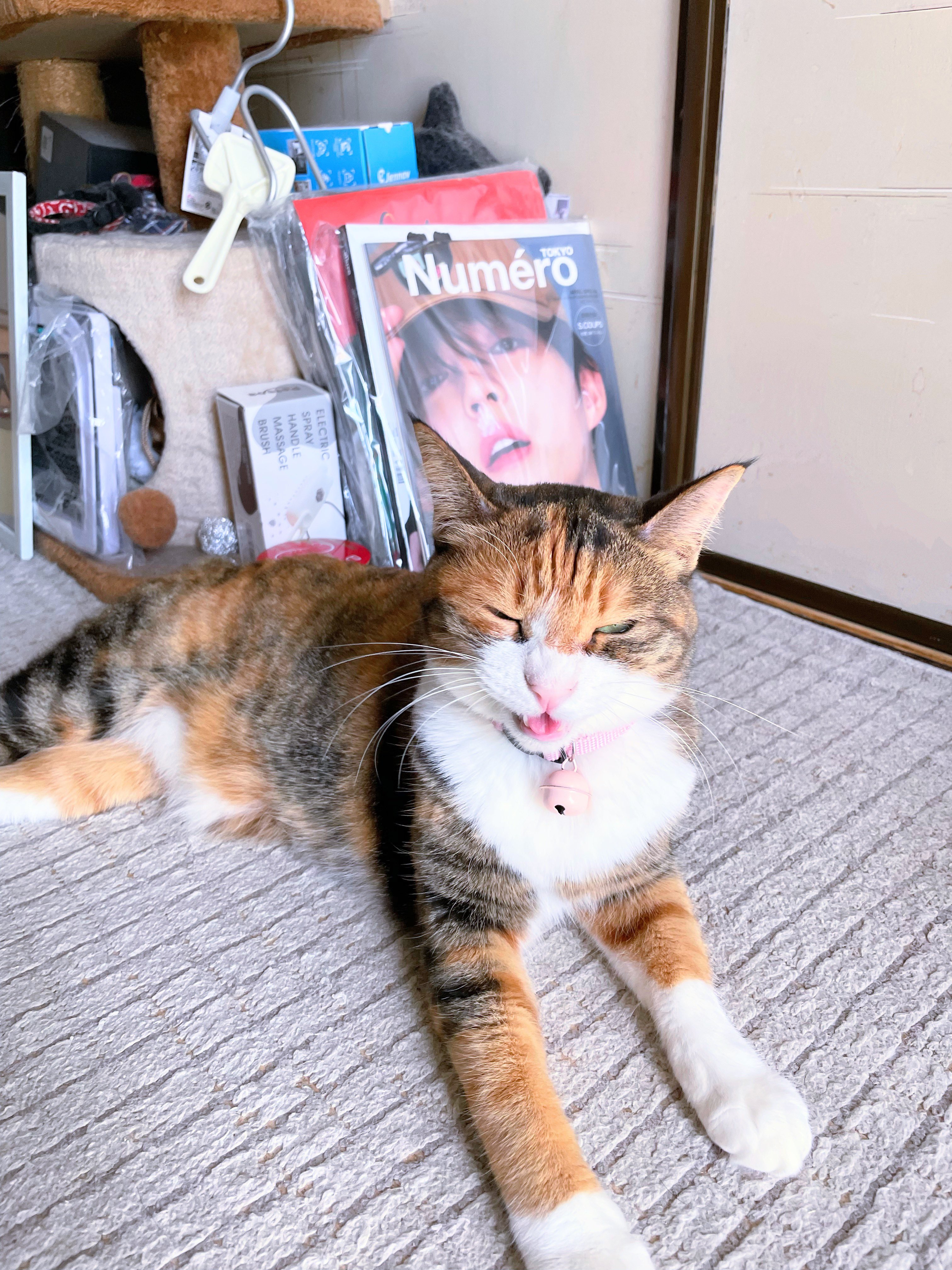三毛猫♡ おねだり三毛猫｜WooBia公式オンラインショップ – WooBia