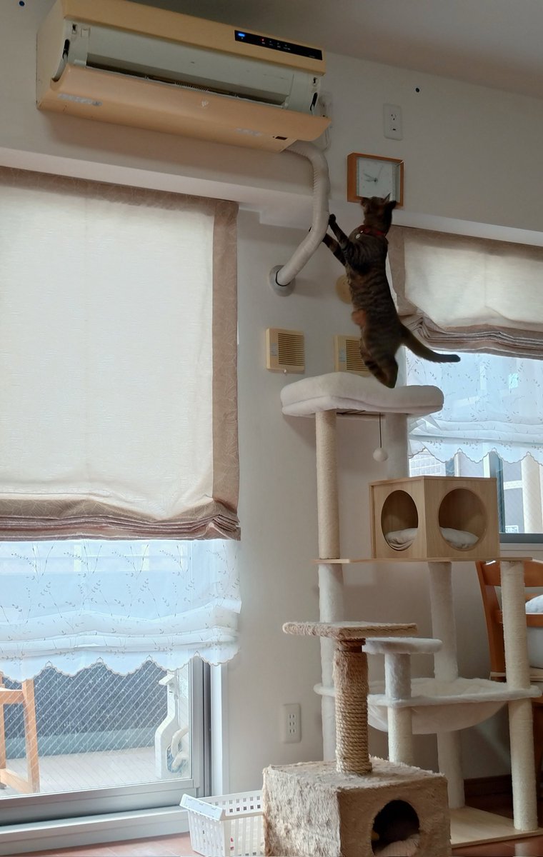 Js4zeKqmJxbnVBS's tweet image. 毎朝、エアコンのお掃除ロボットと戦うネコチャン。
  
#猫vs小人