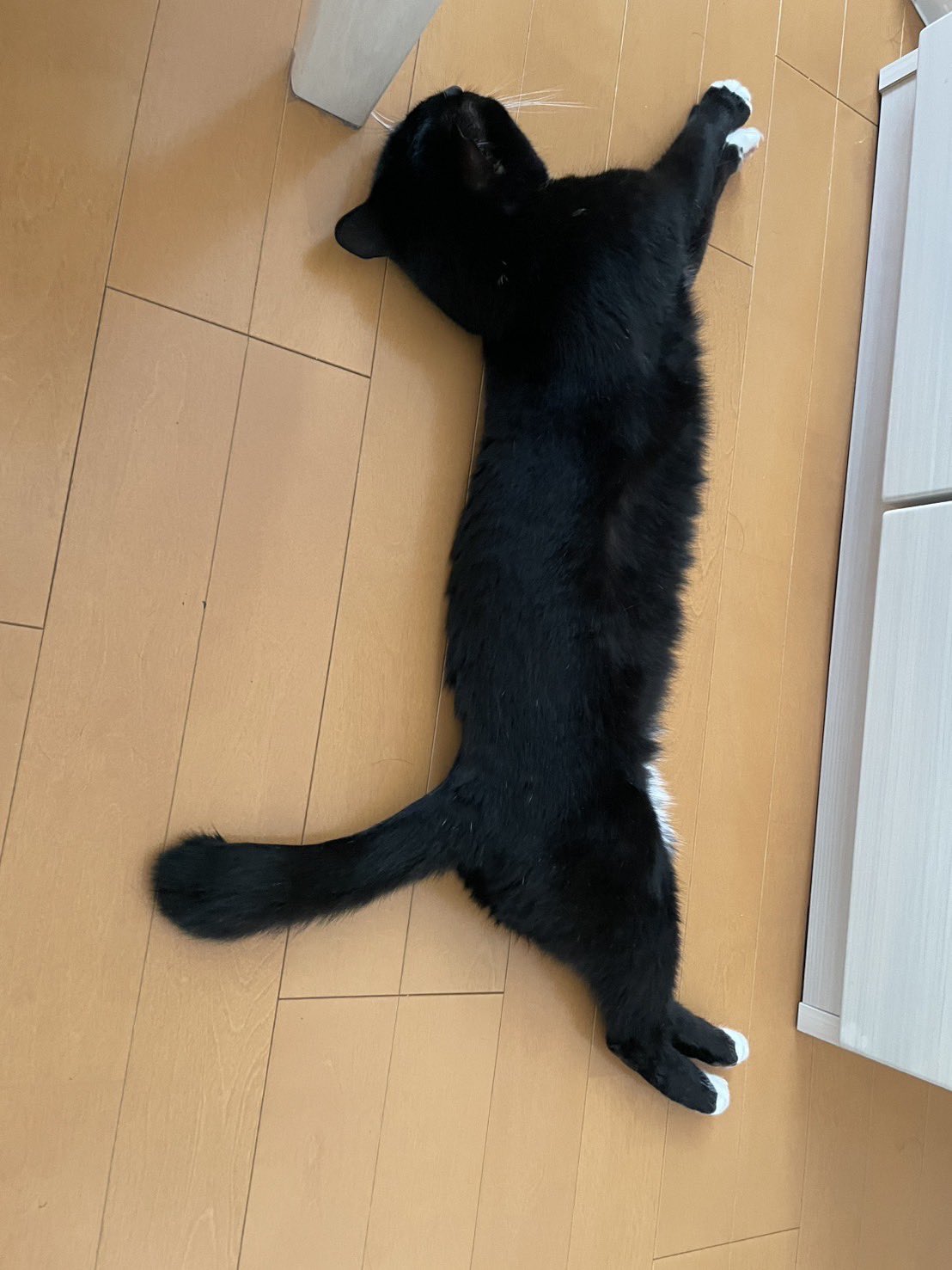 猫 71Pt7whu-eL.jpg