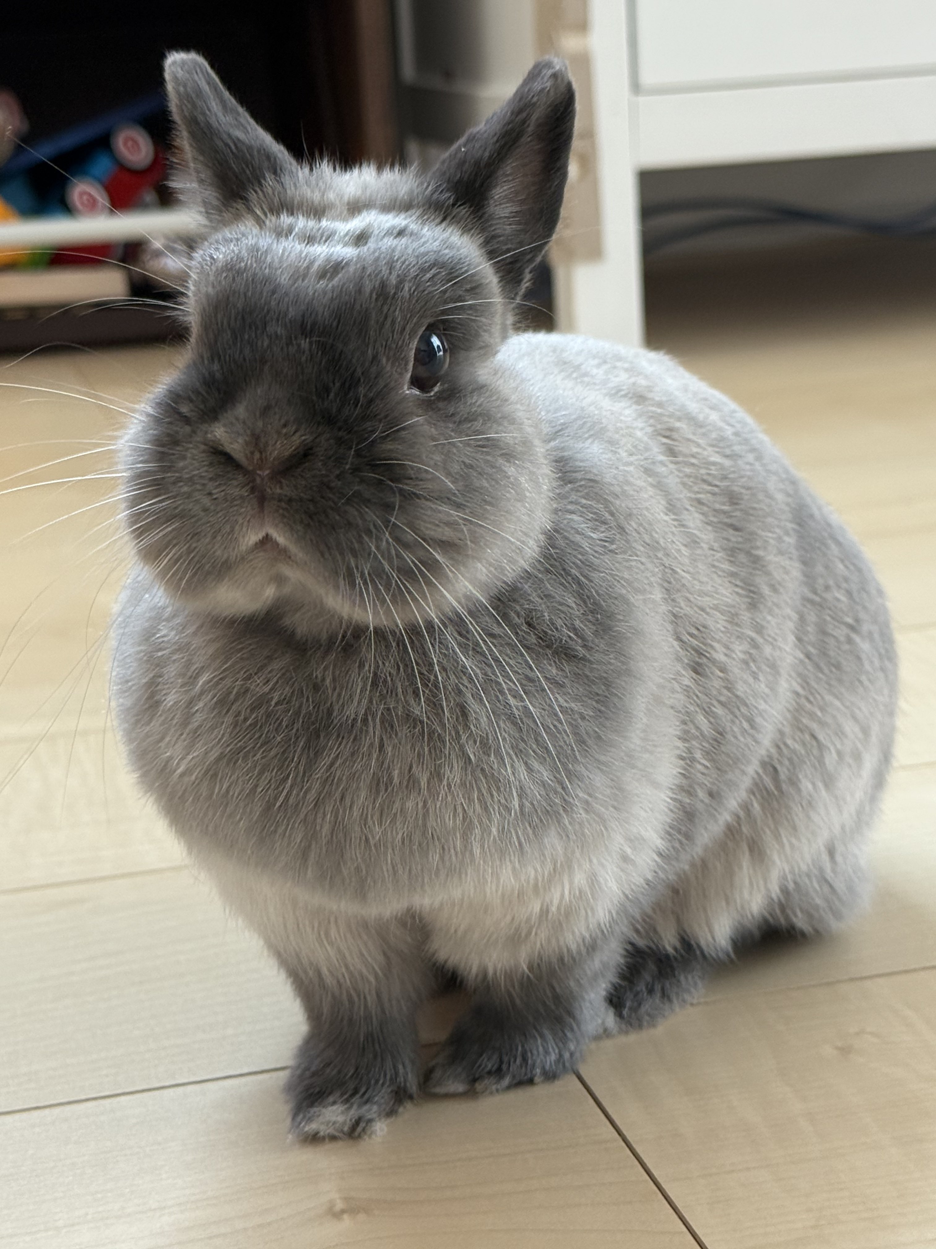 まりん♡❀大人気の福福梟❀首が回る回る回る 首を傾げるぷく丸😊 ねぇねがわんちゃんが反応する音を聞かせ