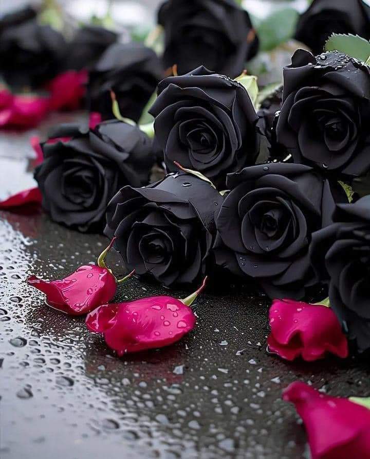 ZakaIkram1's tweet image. پھلاں دے رنگ کالے.
سرخ گلاباں دے موسم وچ.
ھالی نی وس اوۓ کاھلیا۔
عمراں لنگھیاں پباں بھار۔۔۔