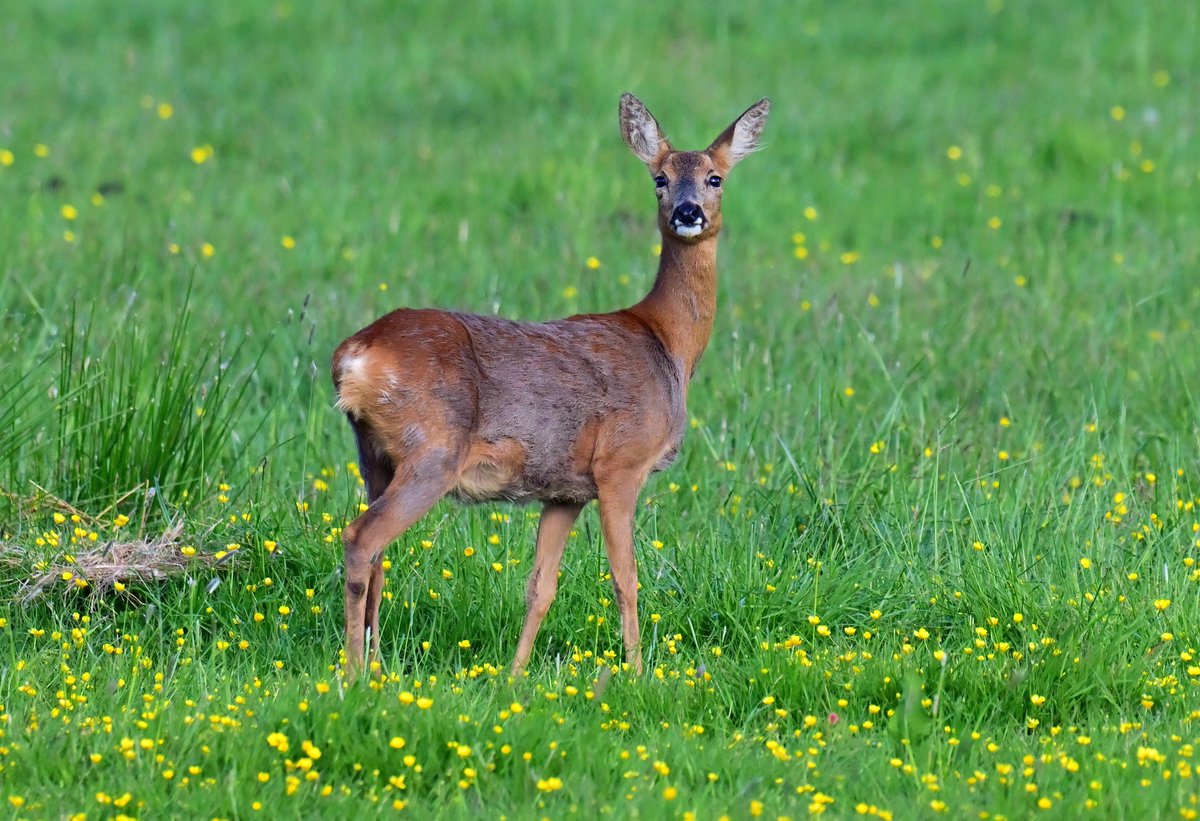Roe Deer in the meadow. 😍