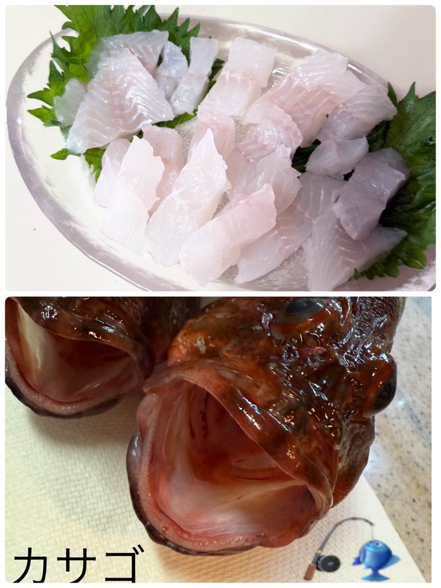 1NOW3Kj5gZ6gpqC's tweet image. おはようございます⸜( ˶'ᵕ'˶)⸝🔆👒
朝は何ぼか涼しく感じるね🎐🍃🍋
今日も家族時間を大切に過ごします😌
日曜日も安全にお過ごしください🫶🍧
昨日は息子が2時起きして釣ってきた
カサゴ🐟を刺身にして食べました😋
めちゃ美味しかったです!
そして夕食は焼肉きんぐで思う存分
食べてきました😅