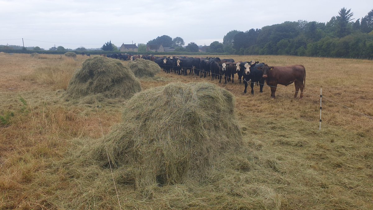 Not a great morning, cows broke trough the fence and destroyed the ten bales due to be fed them over the next few days. All the fun of winter bale grazing - but in the summer! Thanks a bunch #drought20w5