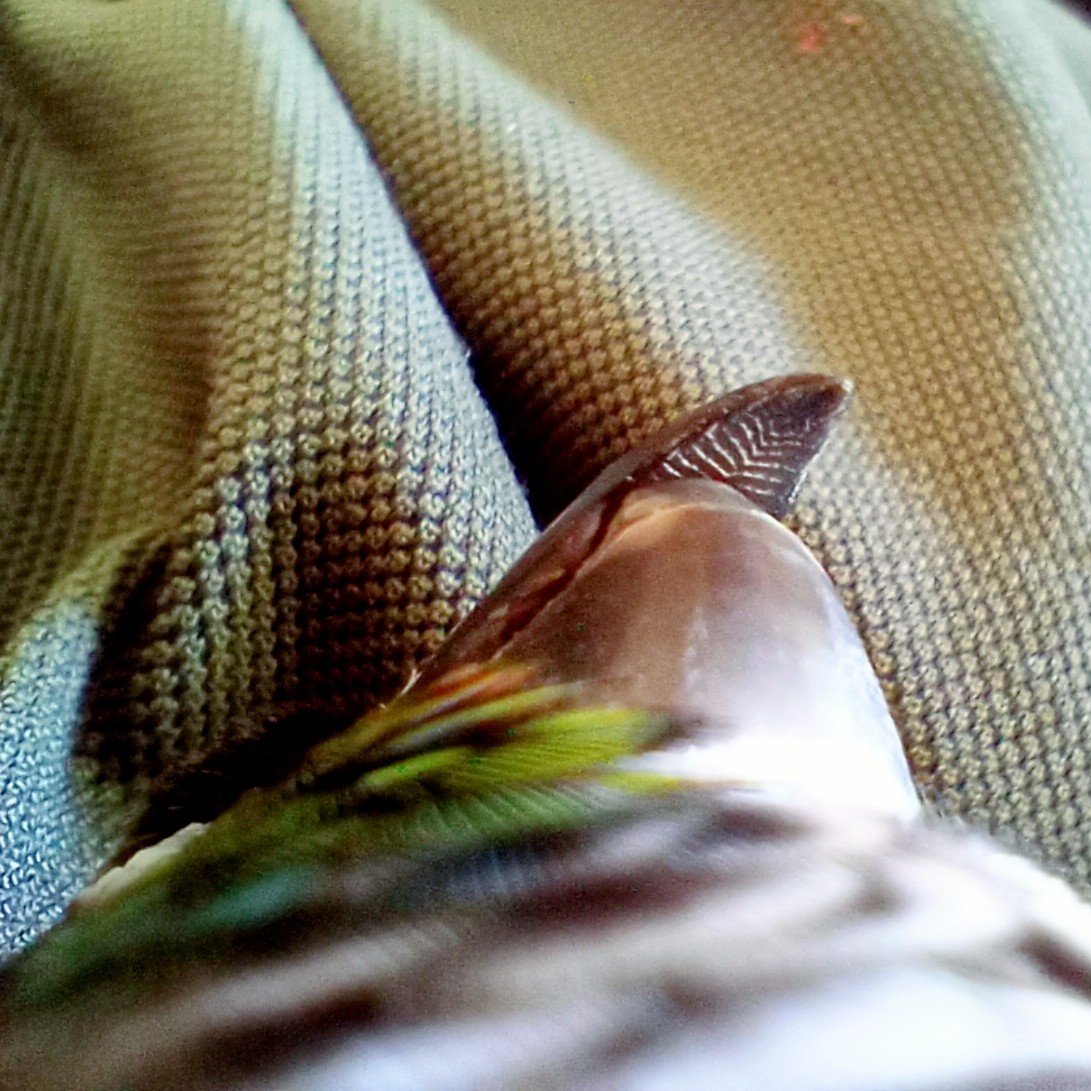おはインコ。
兄ちゃんインコ。🦜
ニギコロついでに、嘴の裏撮影。
洗濯板ですなぁ。
#ウロコインコ