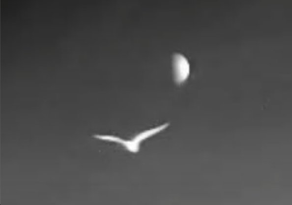 Richard T. Mills (@richardtmills) on Twitter photo A screen grab from a recent thermal imager video showing a barn owl flying past the moon. Pity it wasn't full.
<a href="/PulsarVision/">Pulsar Vision</a> <a href="/SurveysThermal/">Thermal 4 Birding - Simpson Brothers Outdoors</a> A screen grab from a recent thermal imager video showing a barn owl flying past the moon. Pity it wasn't full.
<a href="/PulsarVision/">Pulsar Vision</a> <a href="/SurveysThermal/">Thermal 4 Birding - Simpson Brothers Outdoors</a>