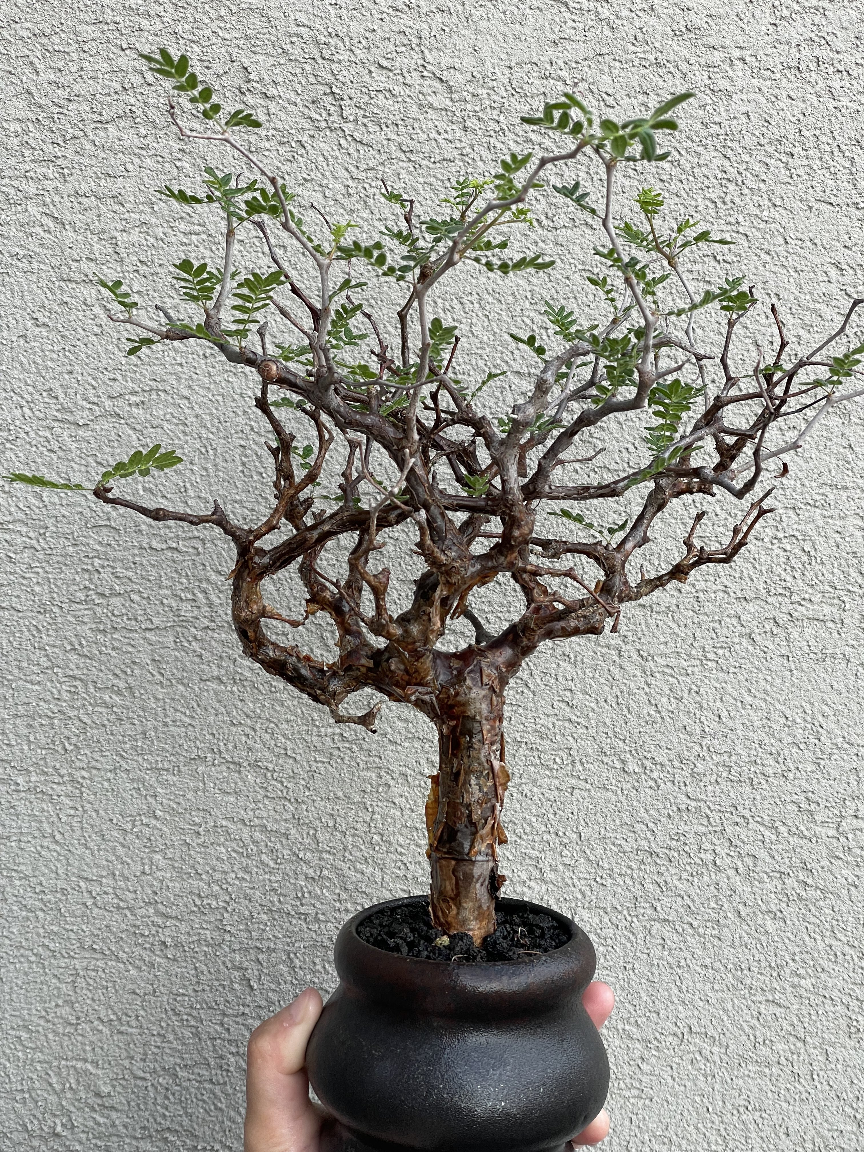 nana (@nana_18v) / X