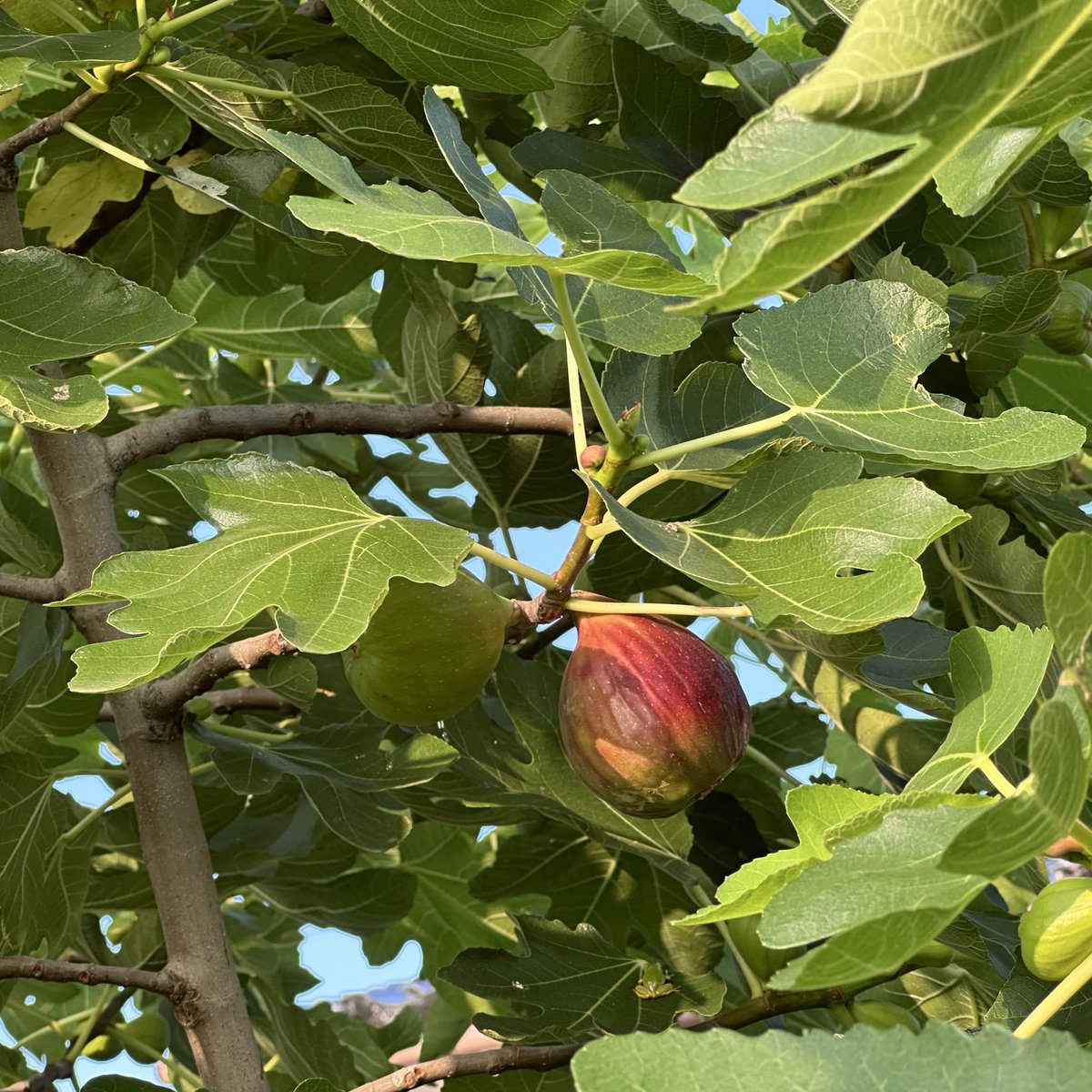 昨年に比べて今年の８月は空室がまだあります。庭のいちじくが熟してきたので、もぎって食べてもらってOKです。