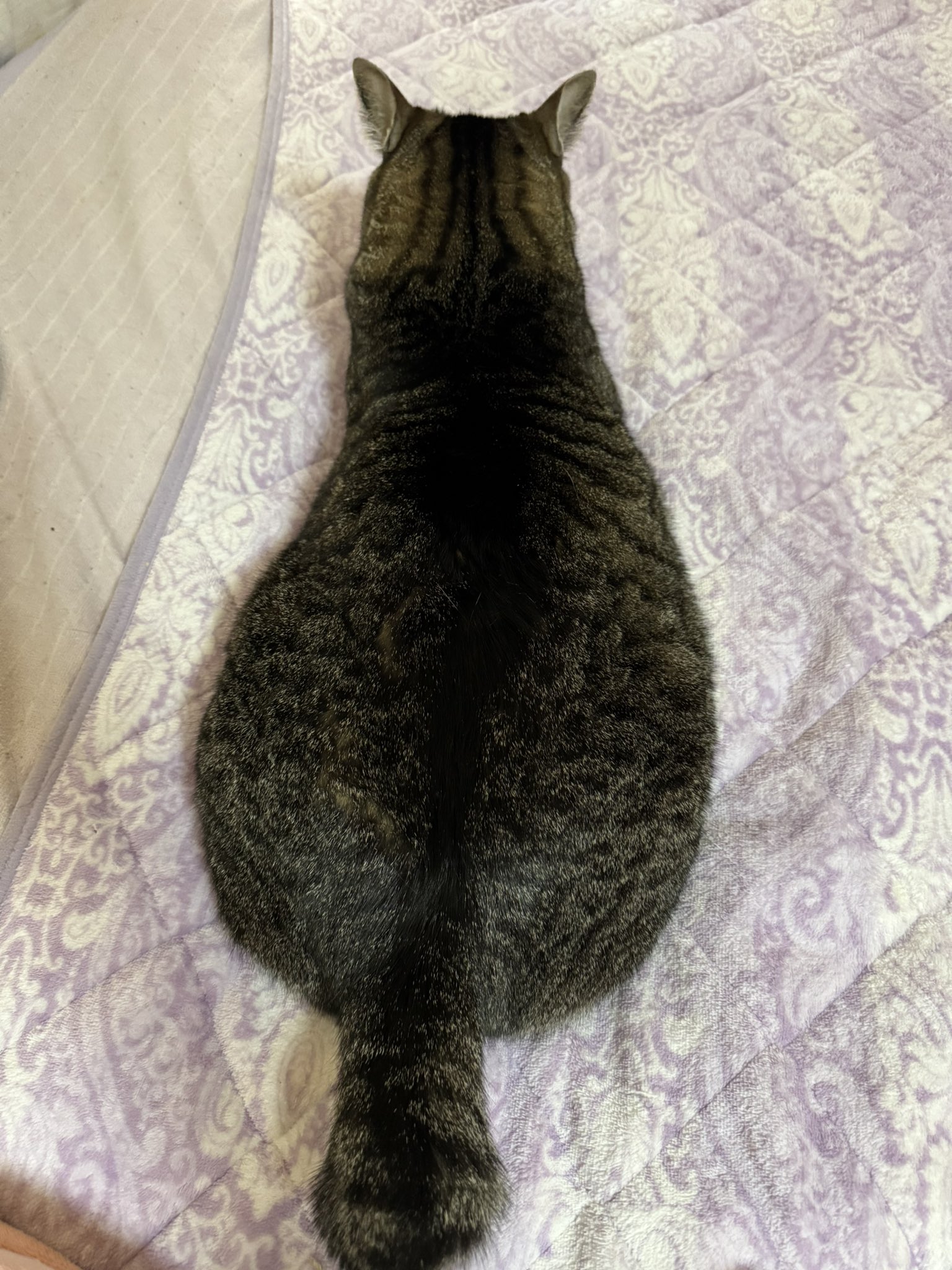 ねこたみぃ ふとっちぃZooにゃんこ 黒猫 | リードのおみせ Catail