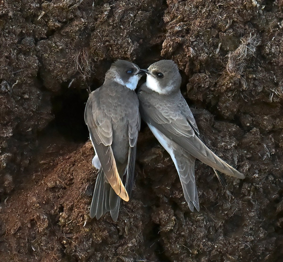 Adorable pair of Sand Martins at their nest hole. 😍
 Taken at Durston's on the Somerset Levels.... sadly a few days after I took this photo, the peat mound they were nesting in was cleared. 😔🐦