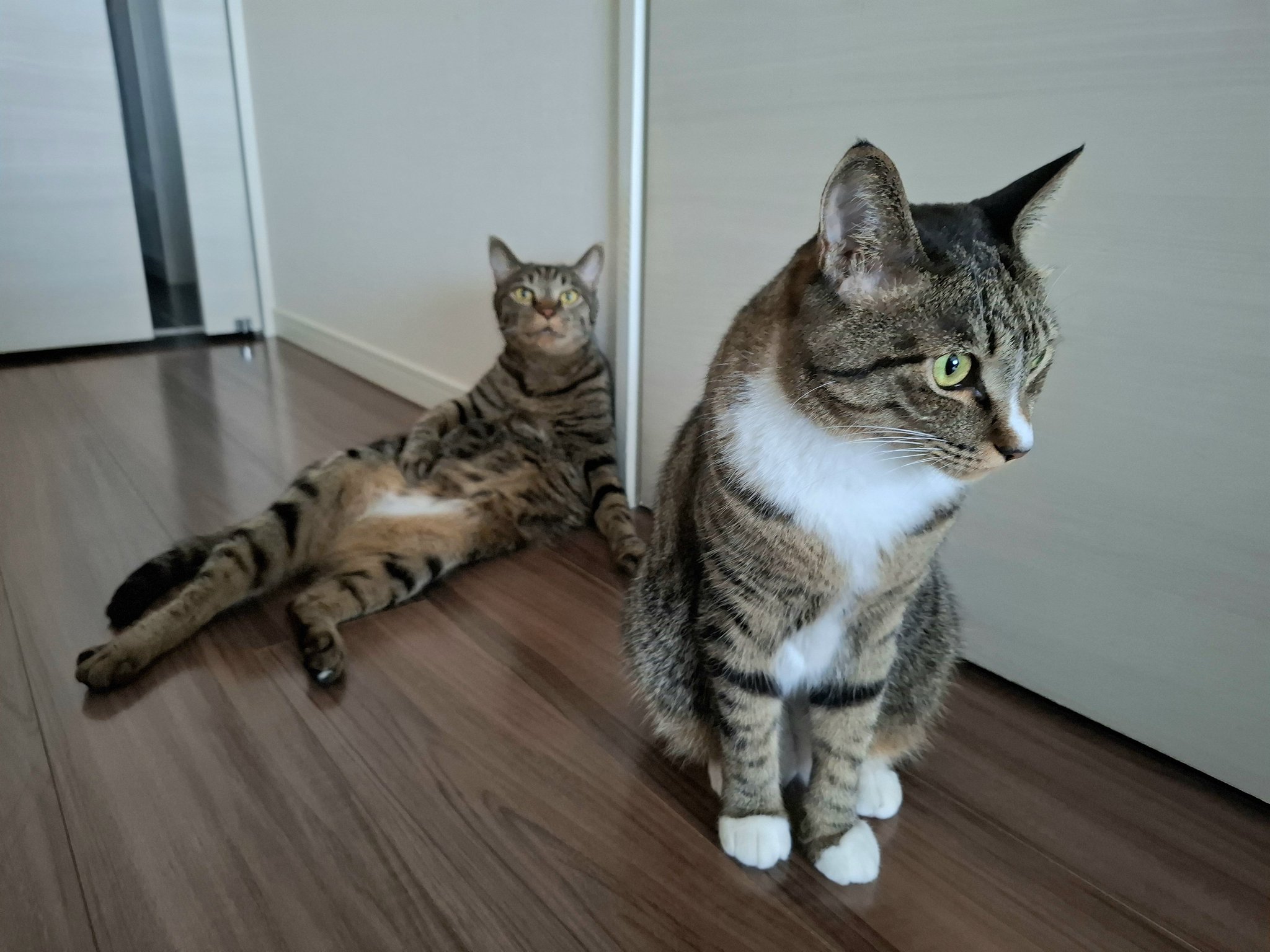nekko1127@猫飼ってます 　379 ねこさん⚡(ΦωΦ) on X: 