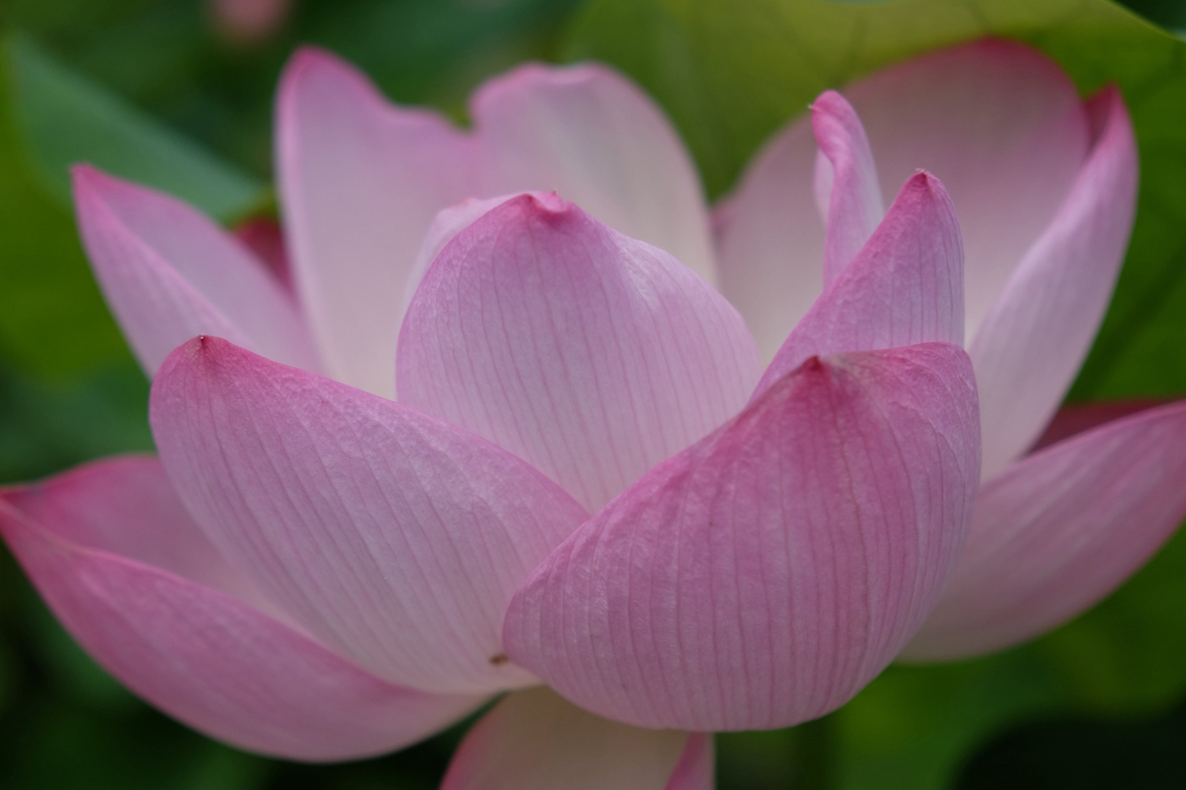 ♦︎ なおこ❤️素敵なご縁に感謝❤️様御専用ページ♦︎ Gu6ttstaUAA72AA.jpg