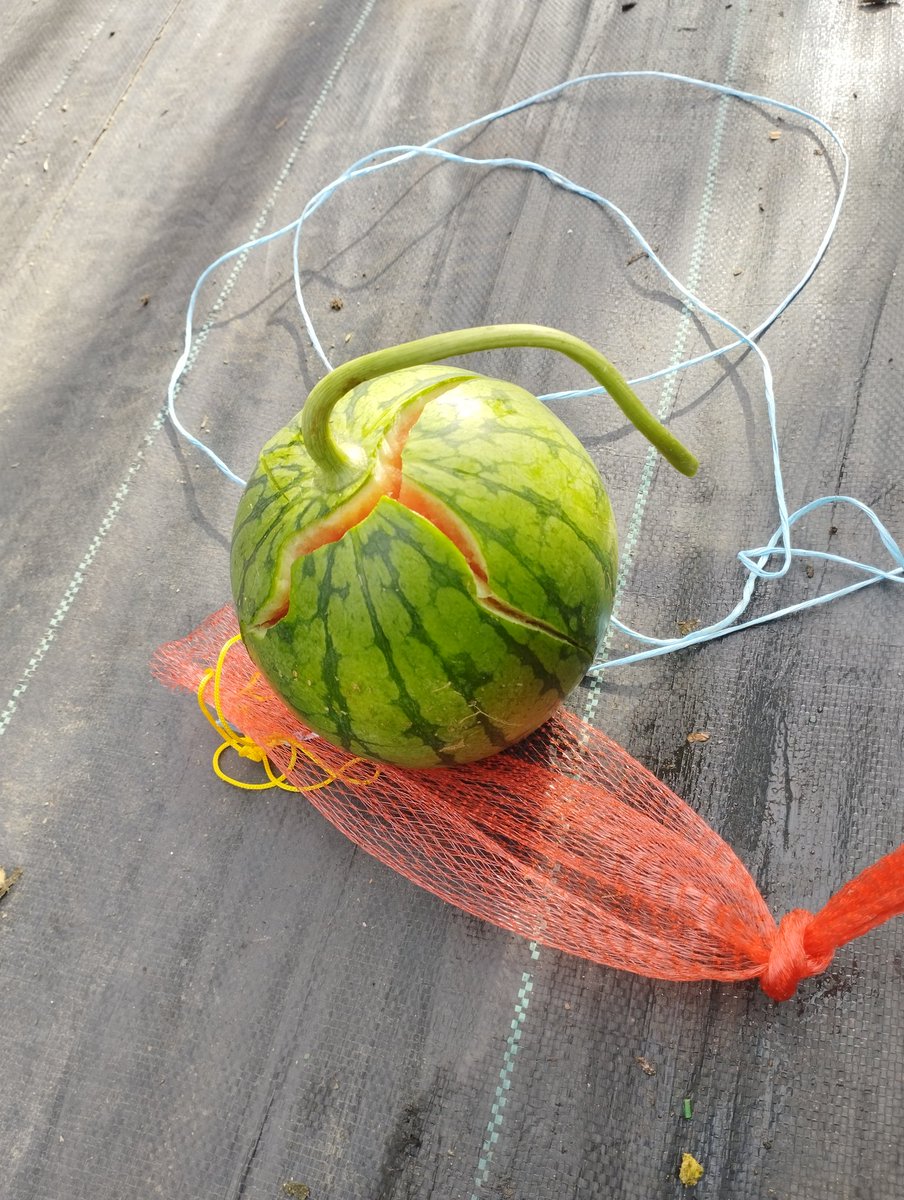 mottu_a_rella's tweet image. 誰だ!?👹
一足先にスイカ🍉割り
満喫したヤツは?
夏休みだからって
浮かれてるんじゃないぞ!😡
…雨で割れた?☔🙄?
そんなん知らんし…😮💨