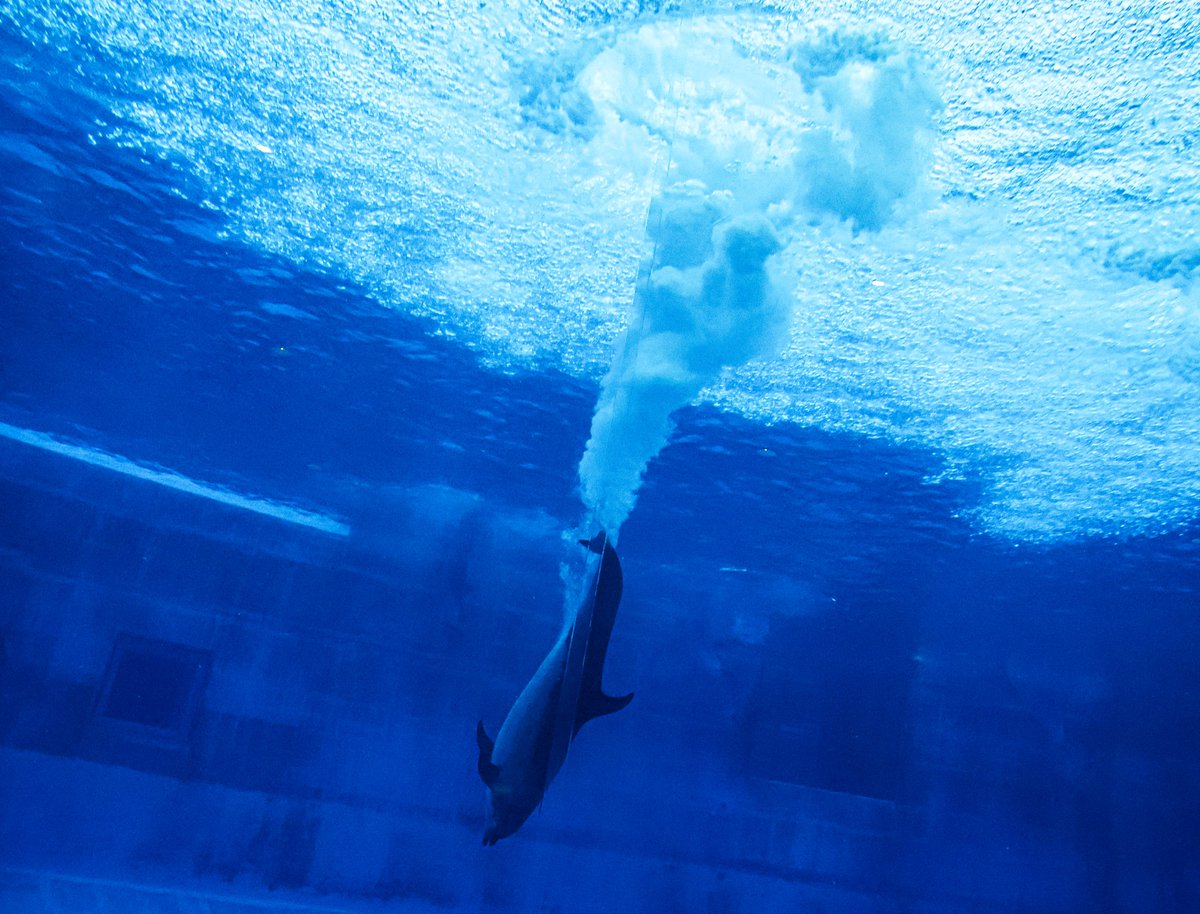 orca_hinata's tweet image. #青を見て体感温度を下げる