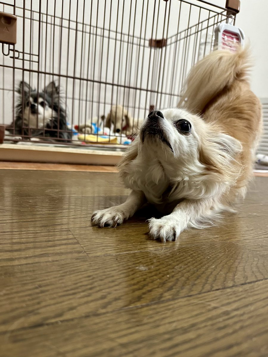 yuzu_chihuahua's tweet image. YouTubeショートに流れてきた肩甲骨はがしを真似するチワワ