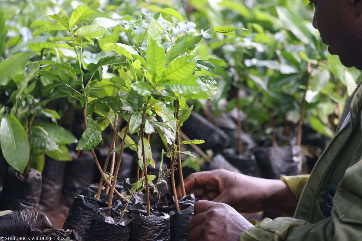 SheldrickTrust's tweet image. Annually, we grow tens of thousands of indigenous trees in our nurseries, which we plant in deforested regions or gift to communities so that they can reforest their local area. Every sapling we deliver represents a commitment to environmental stewardship. With time and care,…