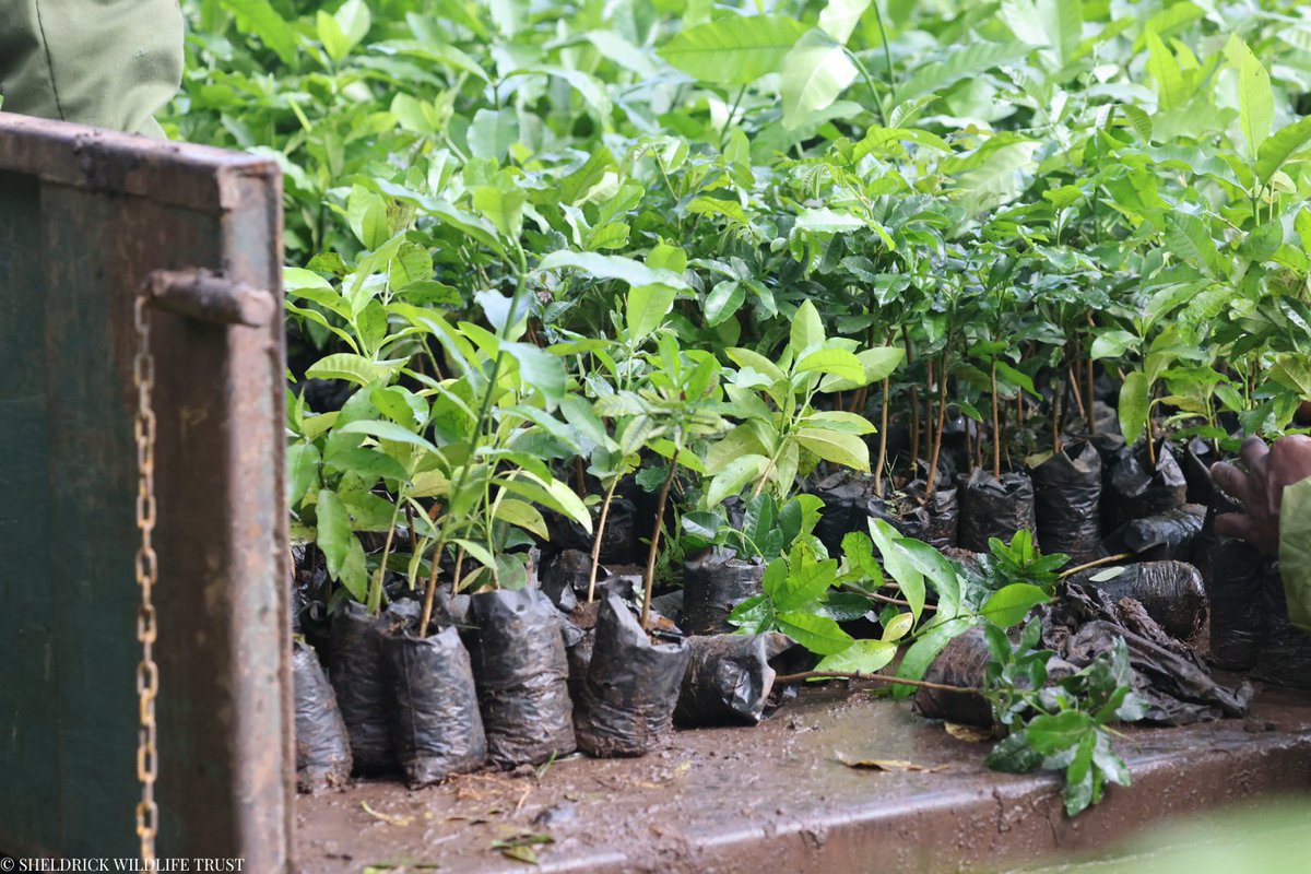 SheldrickTrust's tweet image. Annually, we grow tens of thousands of indigenous trees in our nurseries, which we plant in deforested regions or gift to communities so that they can reforest their local area. Every sapling we deliver represents a commitment to environmental stewardship. With time and care,…