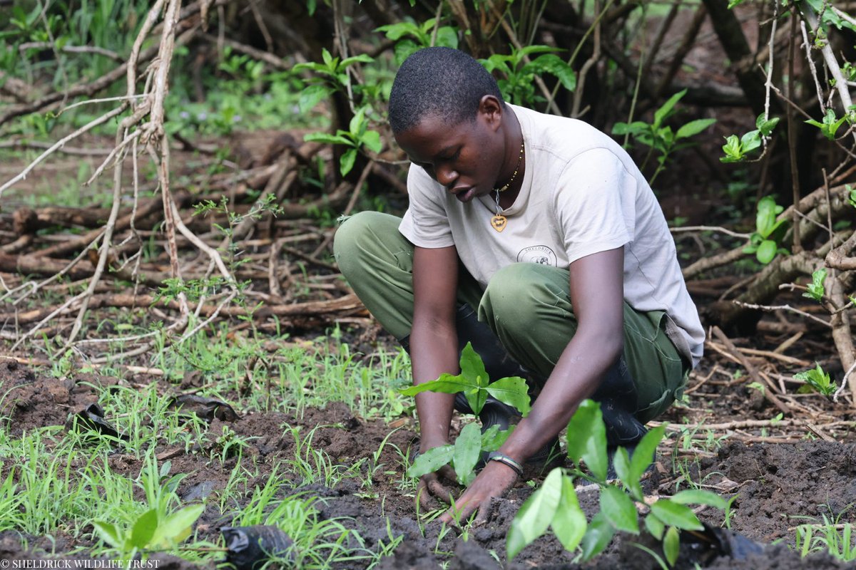 SheldrickTrust's tweet image. Annually, we grow tens of thousands of indigenous trees in our nurseries, which we plant in deforested regions or gift to communities so that they can reforest their local area. Every sapling we deliver represents a commitment to environmental stewardship. With time and care,…