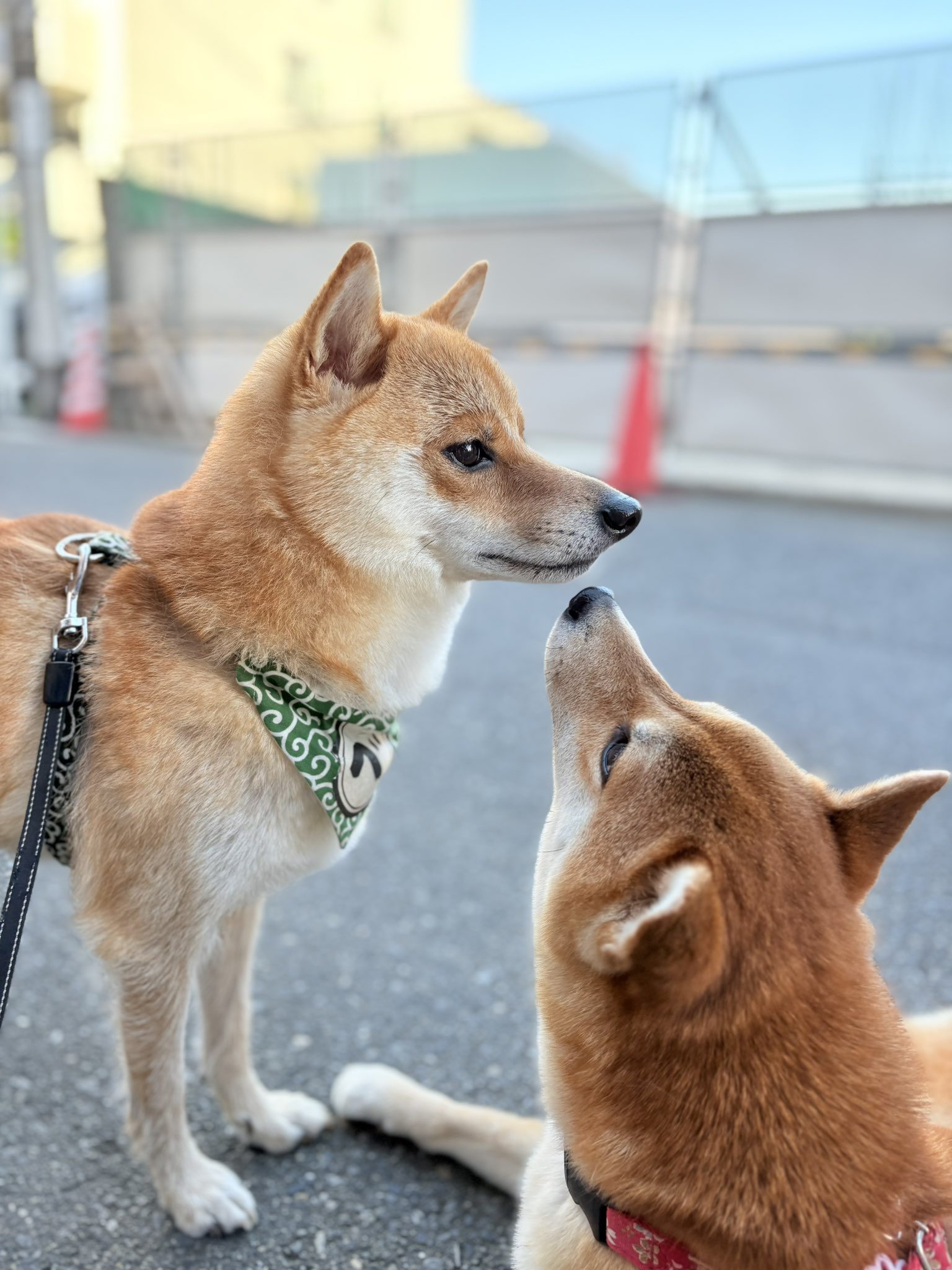 柴犬が好き model : azusa @shibaazusa * * shibainu * * 今まで何度も