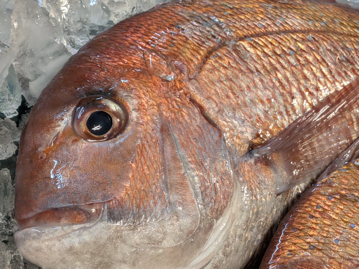 uokeioarai's tweet image. おはようございます、魚結です✨
今日のおすすめは、大洗産特大真鯛(約40cm)一尾1500円‼️
お刺身、鯛しゃぶ、カルパッチョ等で大変美味しい鮮度抜群の地魚です🐟
(お電話でのご注文承っております。)
よろしくお願い致します🙇
#真鯛 #魚好きと繋がりたい #大洗 #夏休み突入