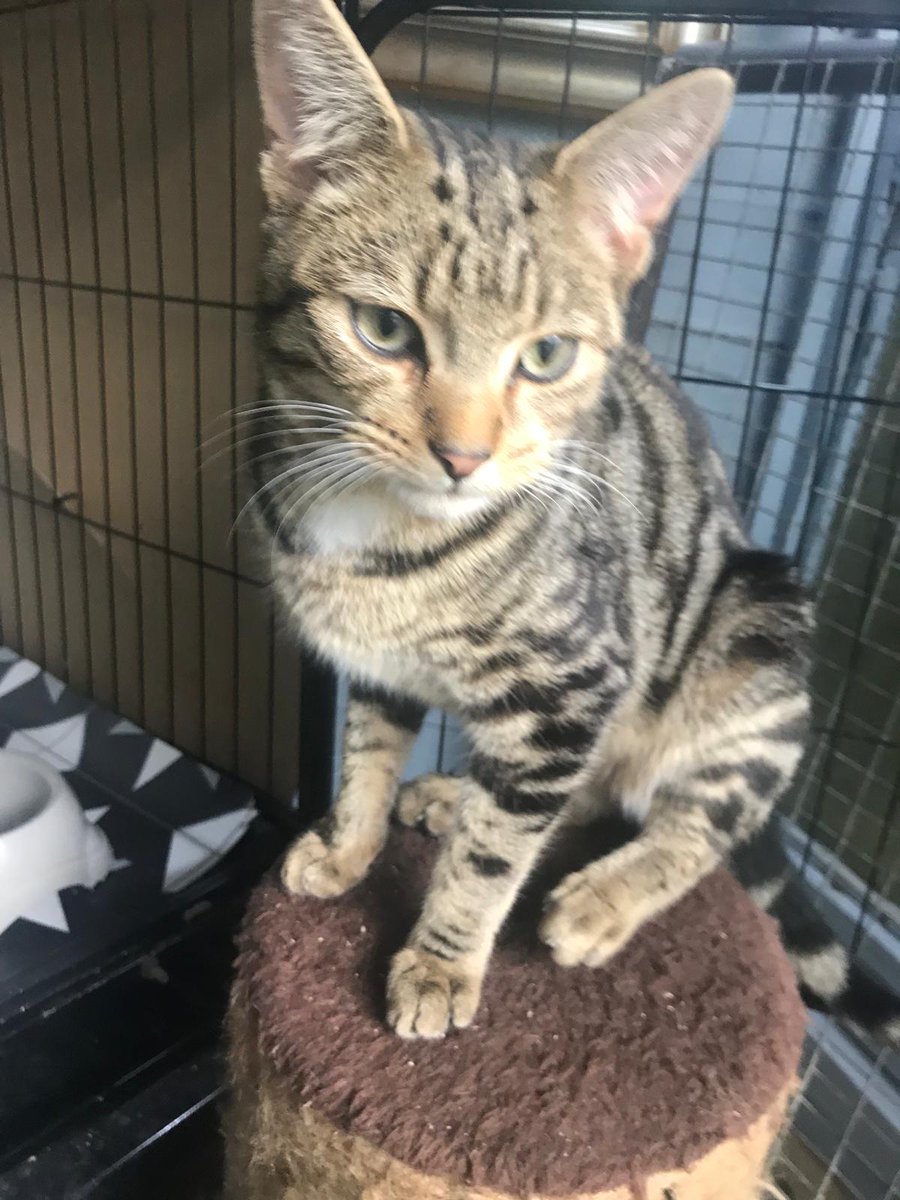 Clent View Cat And Kitten Rescue (@clentviewrescue) on Twitter photo Oakley is available to meet and ready for a new forever home. Get in touch if you think this lovely male would be suited to your home Oakley is available to meet and ready for a new forever home. Get in touch if you think this lovely male would be suited to your home