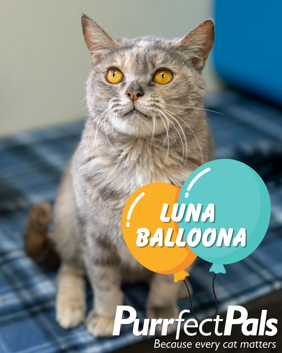 Hi there, Luna Balloona here—your favorite 2 y/o dilute tortie w/ big eyes &amp; a small ask! 💛🐾 The #ShelterChallenge is back &amp; your DAILY vote could help #PurrfectPals win up to $5K! Please vote EVERY day until 8/27!
👉 tinyurl.com/PPShelterChall…

#Caturday #EveryCatMatters