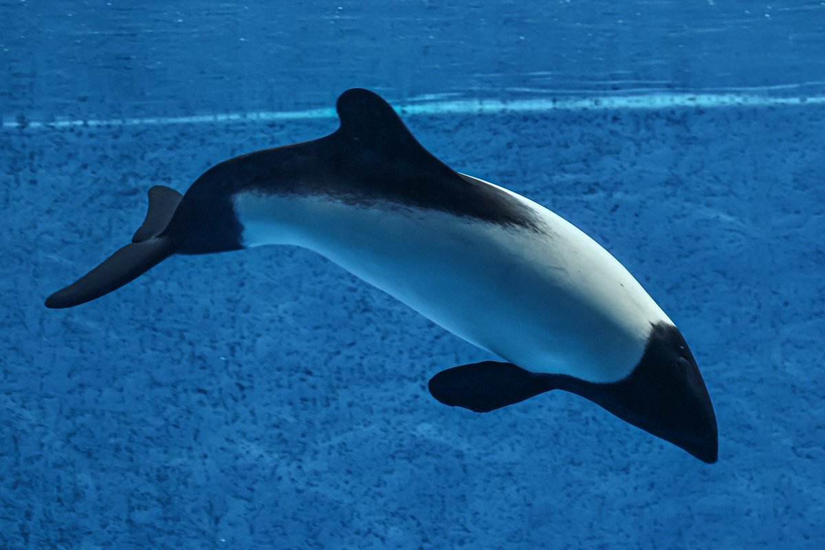 orca_hinata's tweet image. #青を見て体感温度を下げる