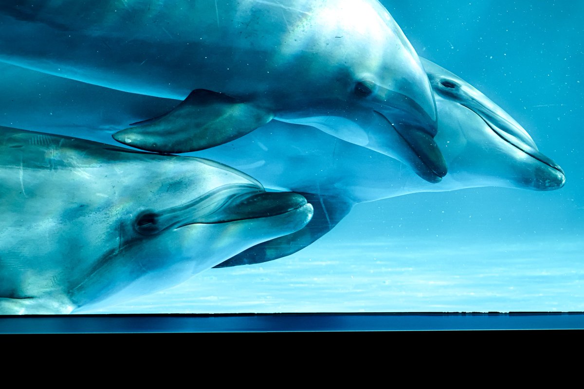 orca_hinata's tweet image. #青を見て体感温度を下げる
