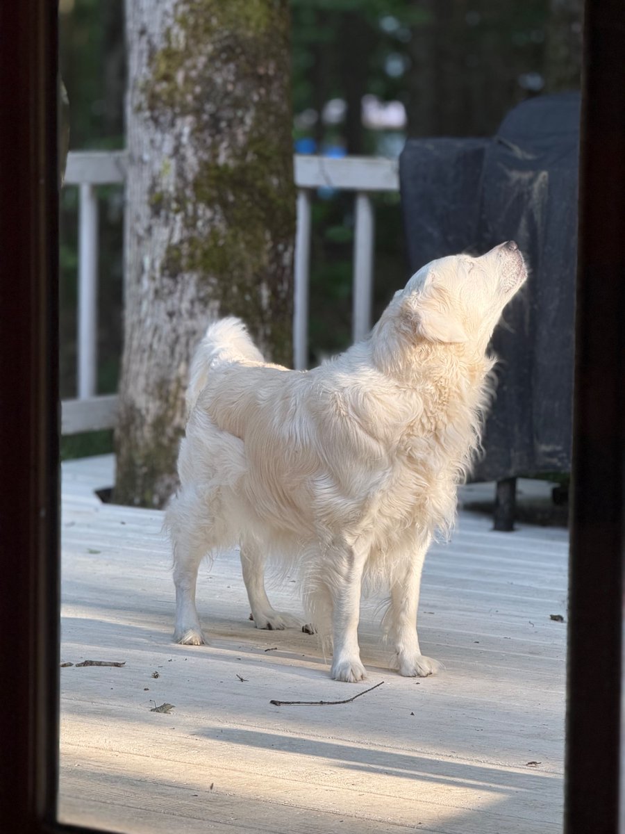 KevyBones's tweet image. She needs to be groomed but she’s a happy pup