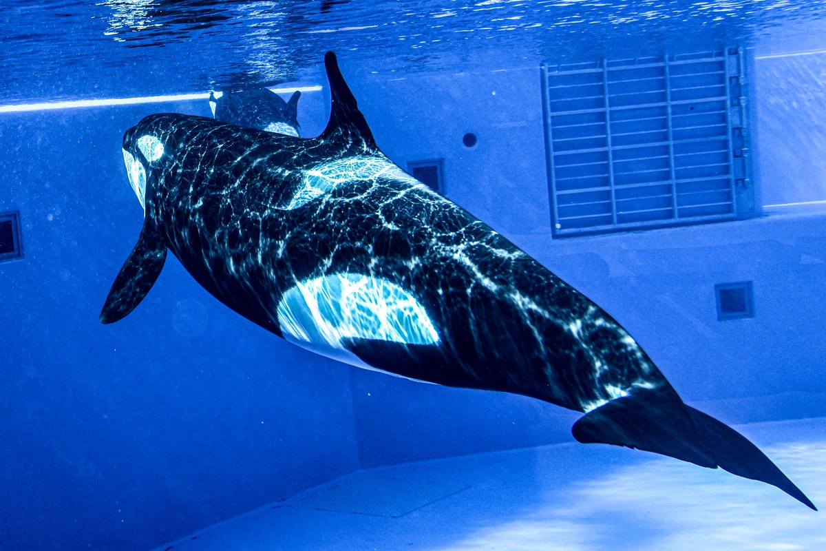 orca_hinata's tweet image. #青を見て体感温度を下げる